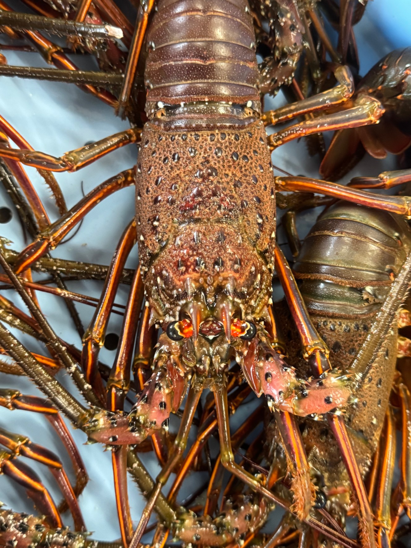 【高級海産物の王様】イセエビの特徴・生態・寿命・縁起が良いとされる理由を徹底解説!釣太郎