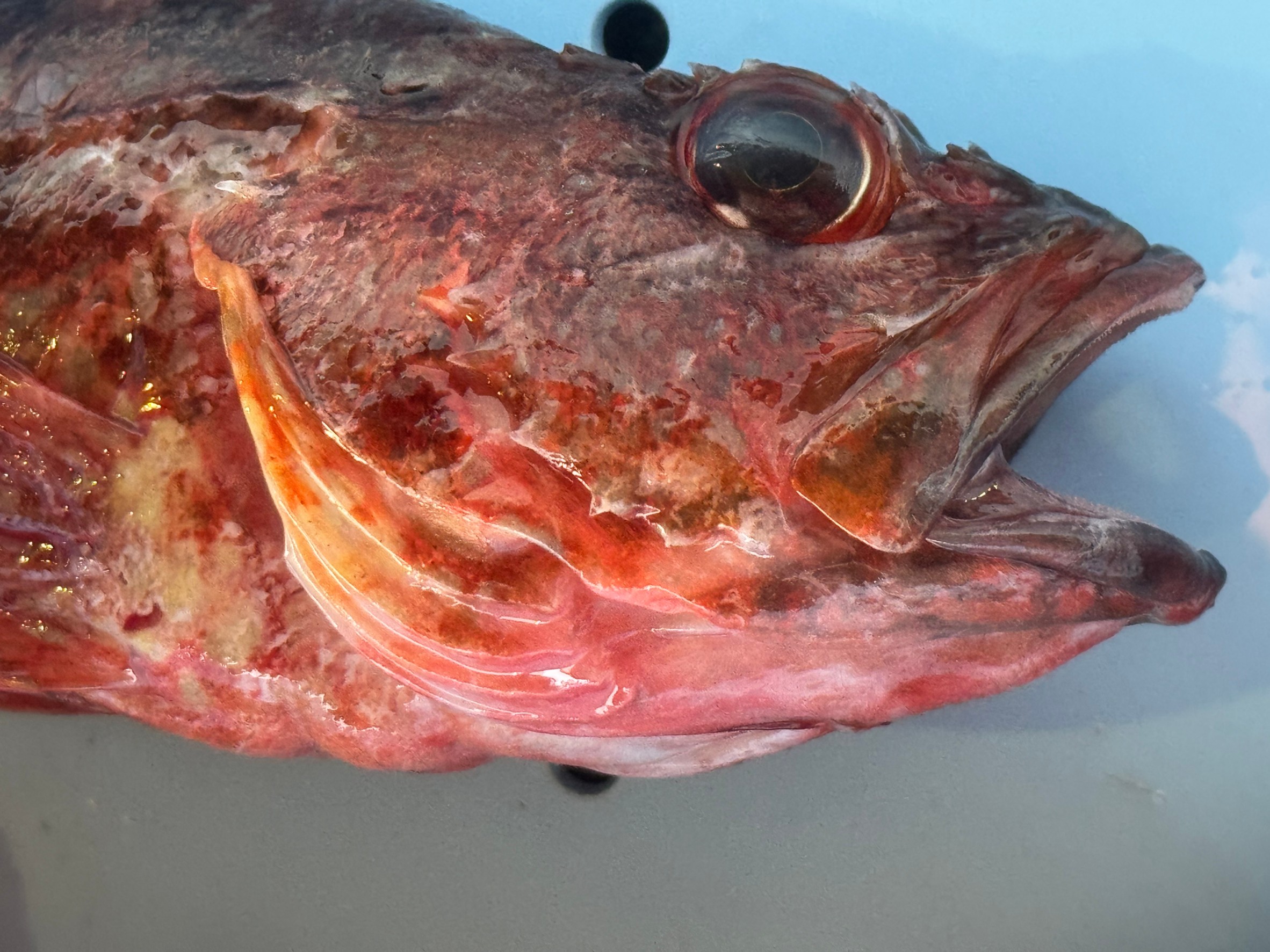 カサゴ(ガシラ)で指を切る釣り人が続出!?刺毒魚じゃないからと油断は禁物!釣太郎