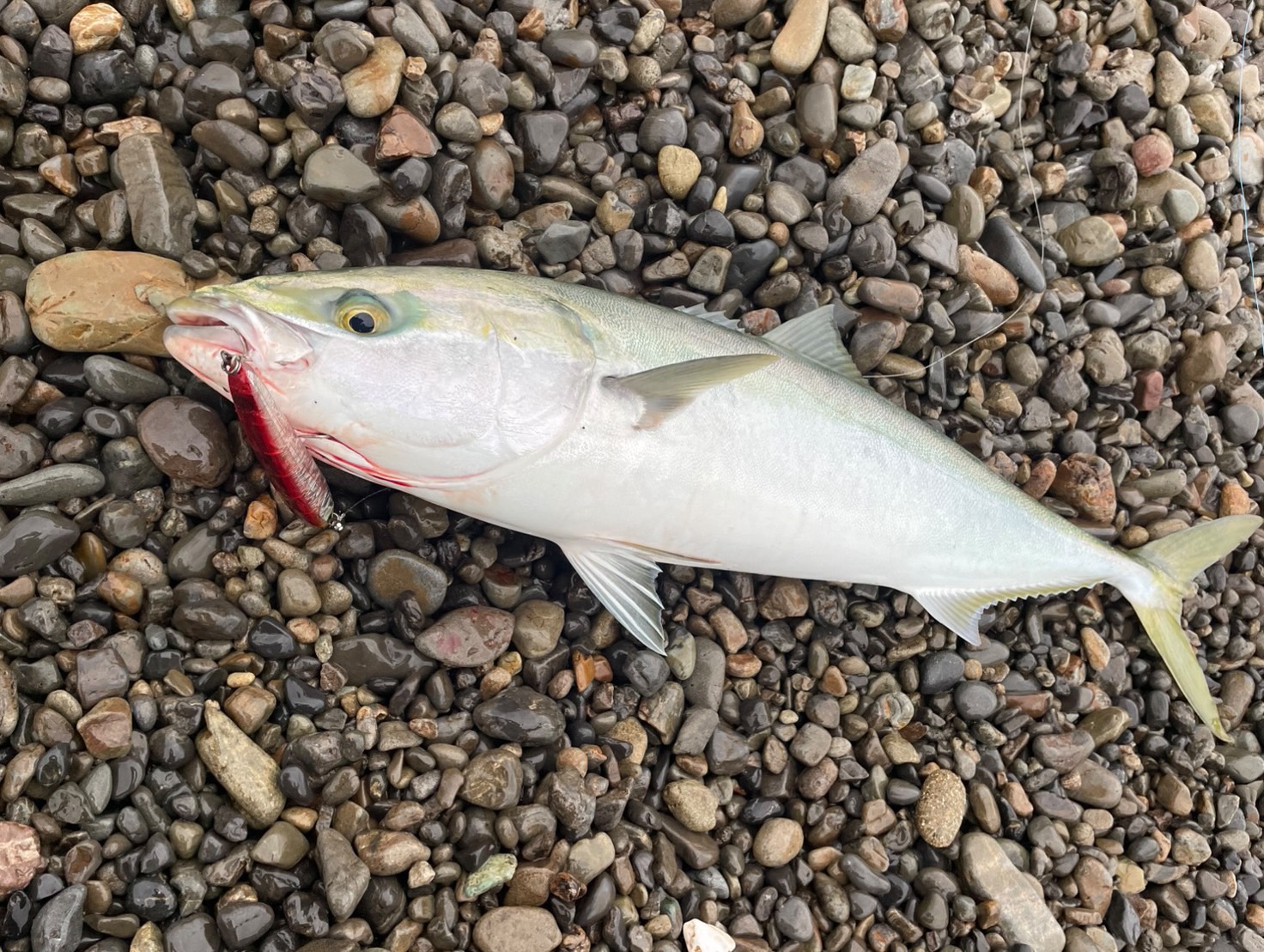 GW過ぎても青物好調の和歌山南紀。釣太郎