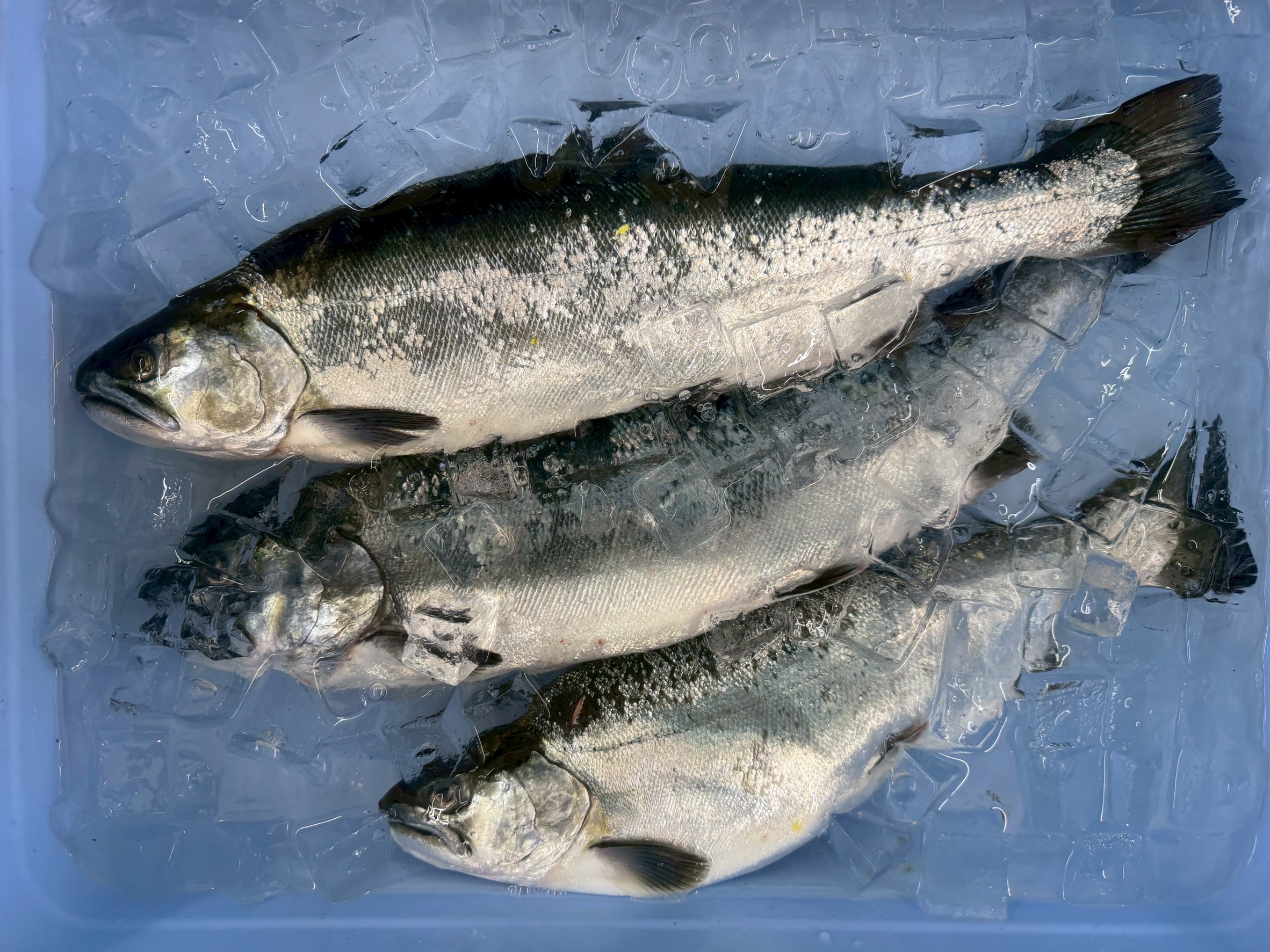 海水魚には「氷＋海水」が最強の冷却法！釣太郎