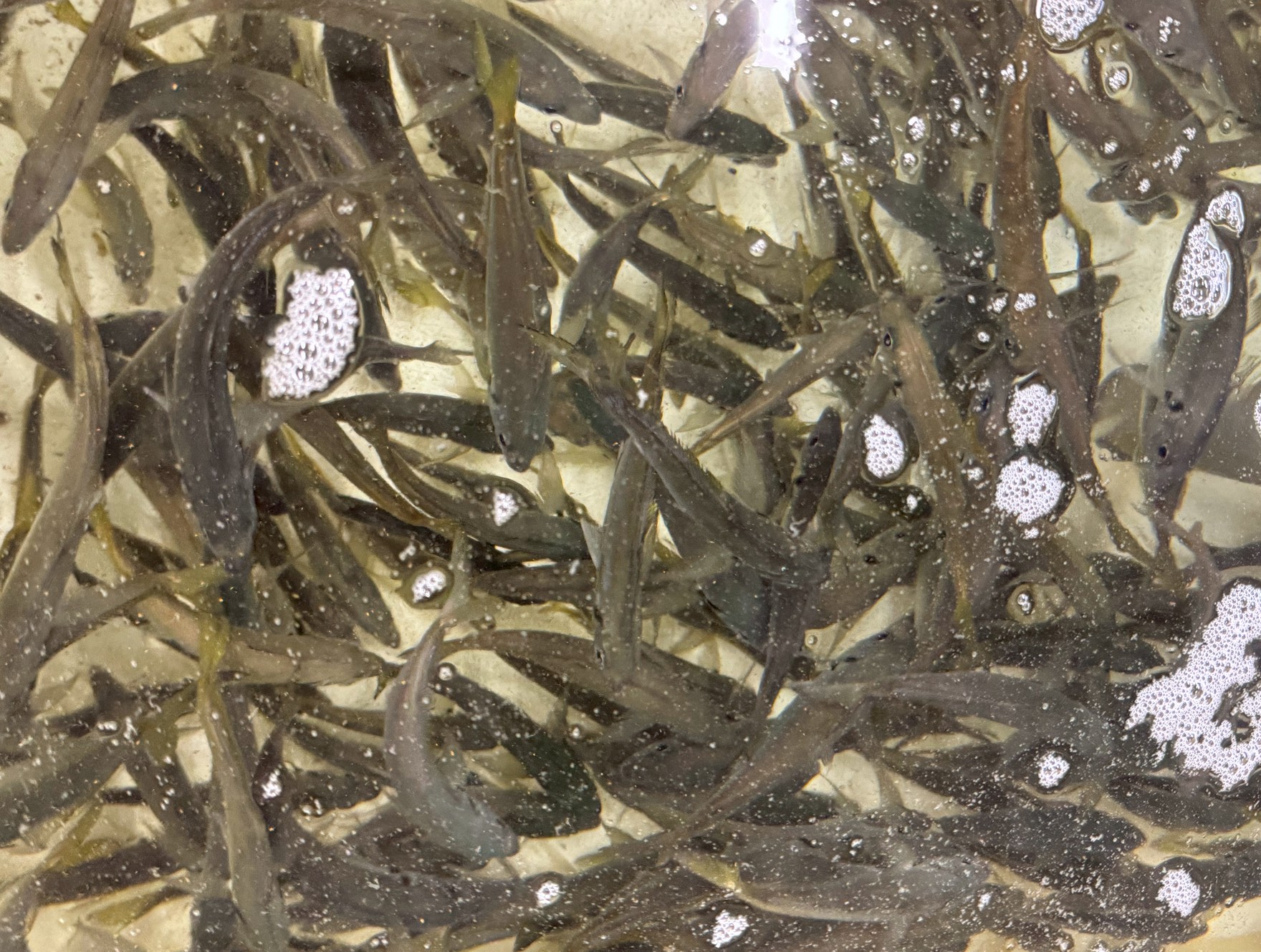 白浜店、活アジ在庫わずか。みなべ店はあります。午前3時現在。釣太郎