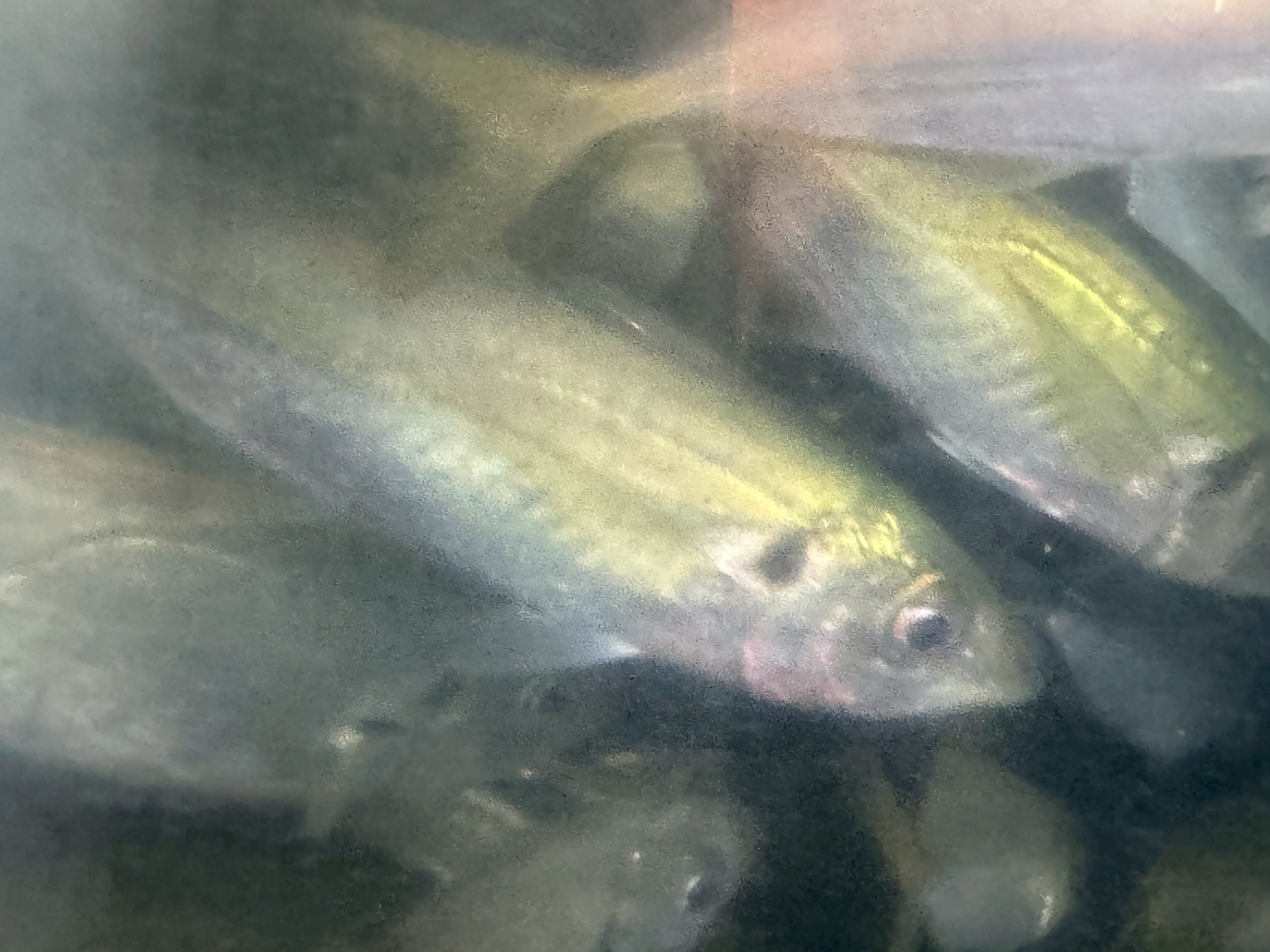 みなべ店、活アジ入荷しました。1匹275円。大小混じります。釣太郎