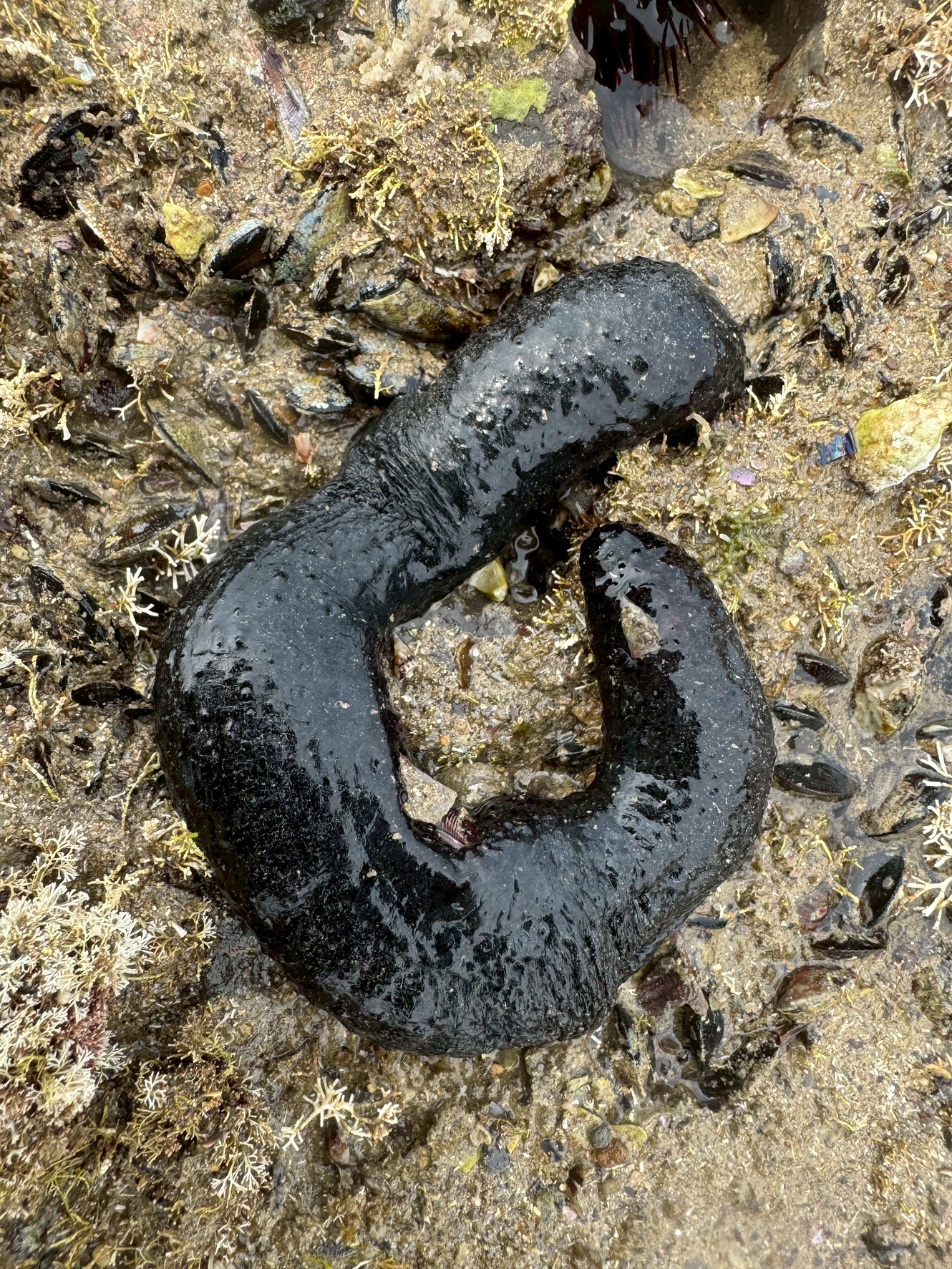 【ウミウシ・アメフラシ・ナマコの違いとは?】磯でよく見かける3種を徹底比較!釣太郎