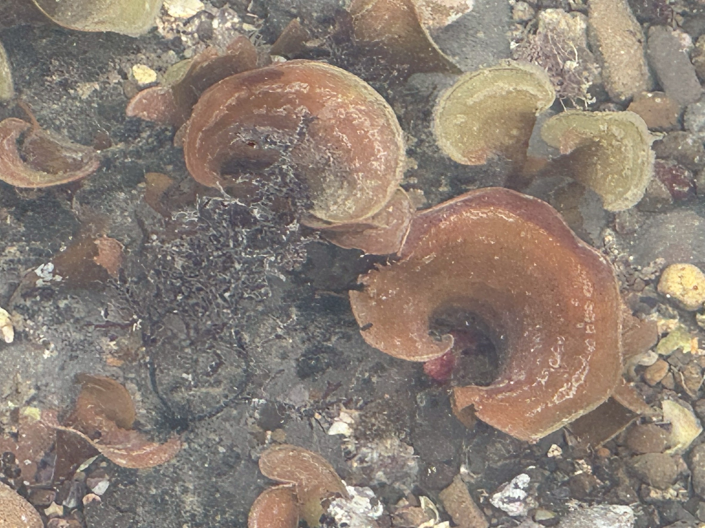 和歌山県南紀地方の磯や潮だまりでよく見られる「カギケノリ」または「クルマノリ」系の紅藻類。釣太郎