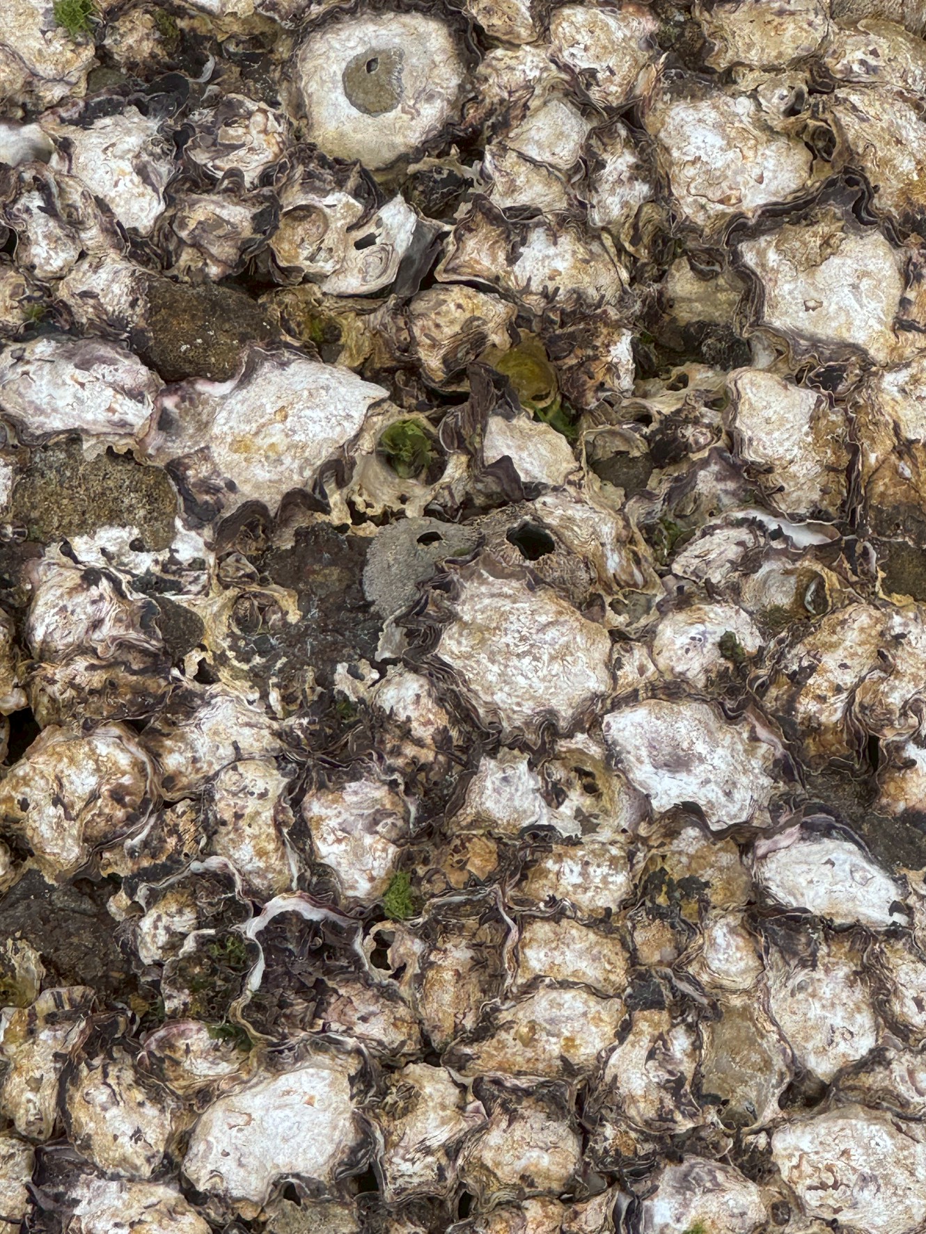 南紀の磯に多く見られる、釣り人泣かせの牡蠣は「イワガキ」「イボガキ」。釣太郎