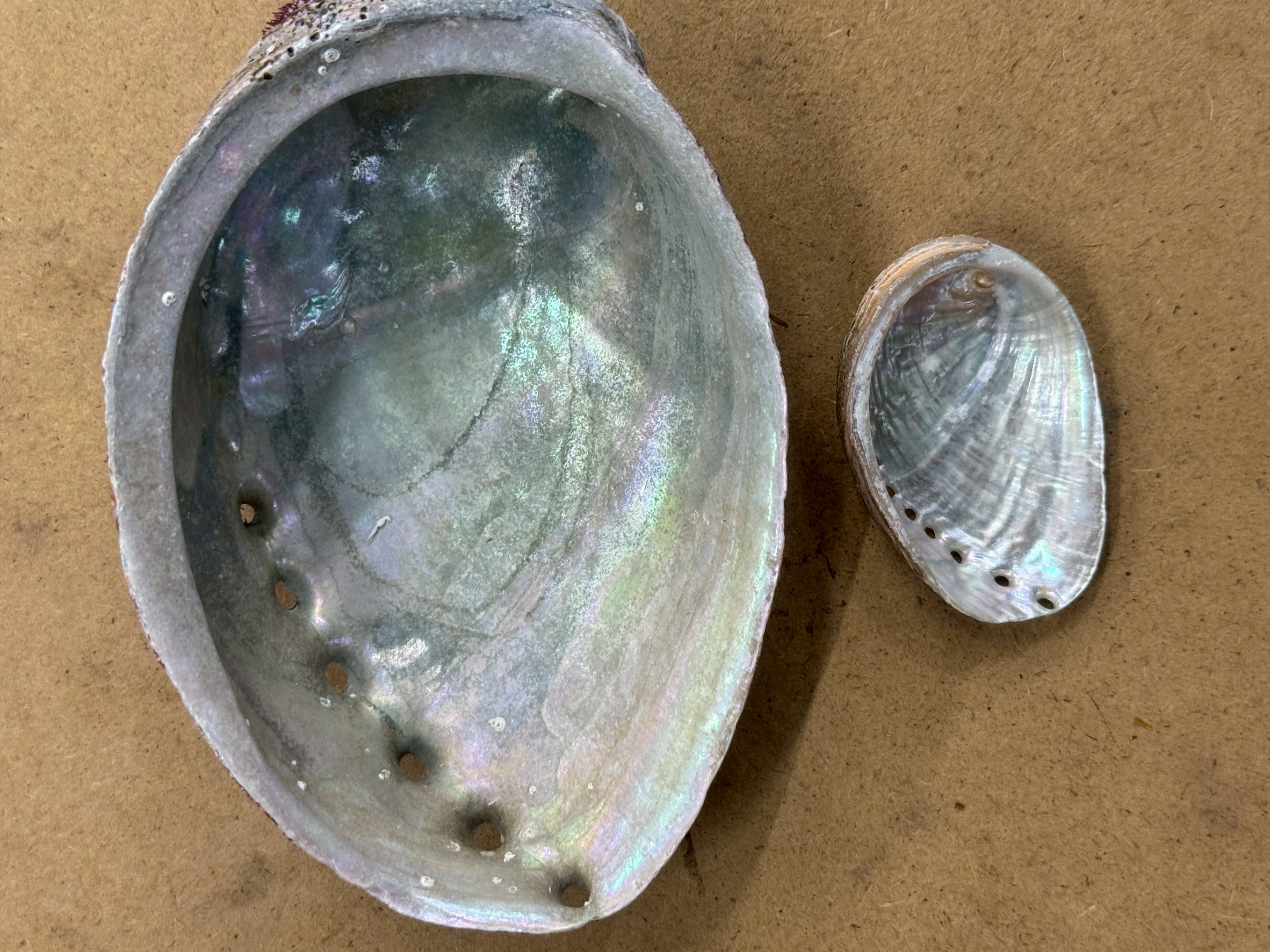 殻の内側の真珠光沢や色合い、凹凸に明確な違いがあります。特に、強い虹色の真珠光沢があればアワビ、落ち着いた光沢で細かな凹凸が見られればトコブシ。釣太郎