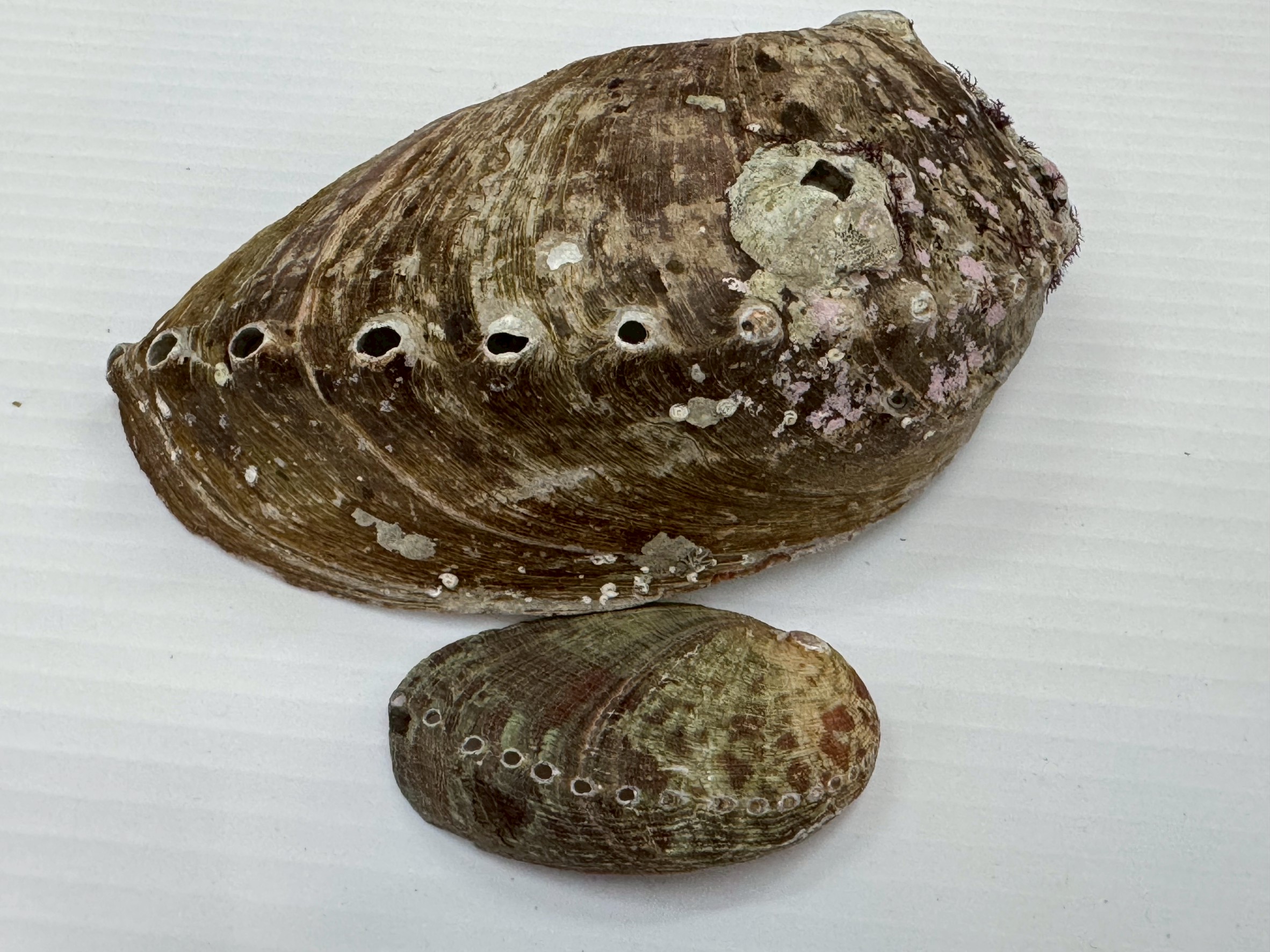 アワビとトコブシ、もう間違えない！見分け方・特徴・味わいを徹底比較。釣太郎