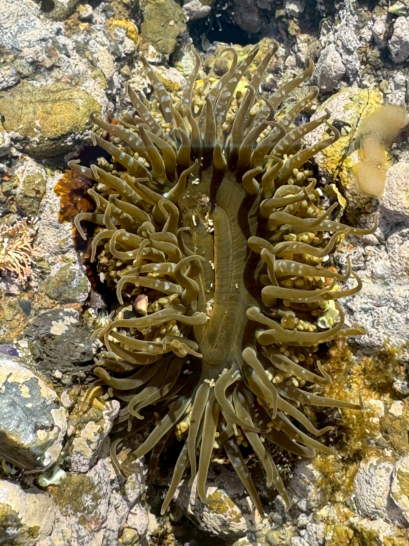 潮だまりに多いイソギンチャク。この生態と特徴説明。釣太郎
