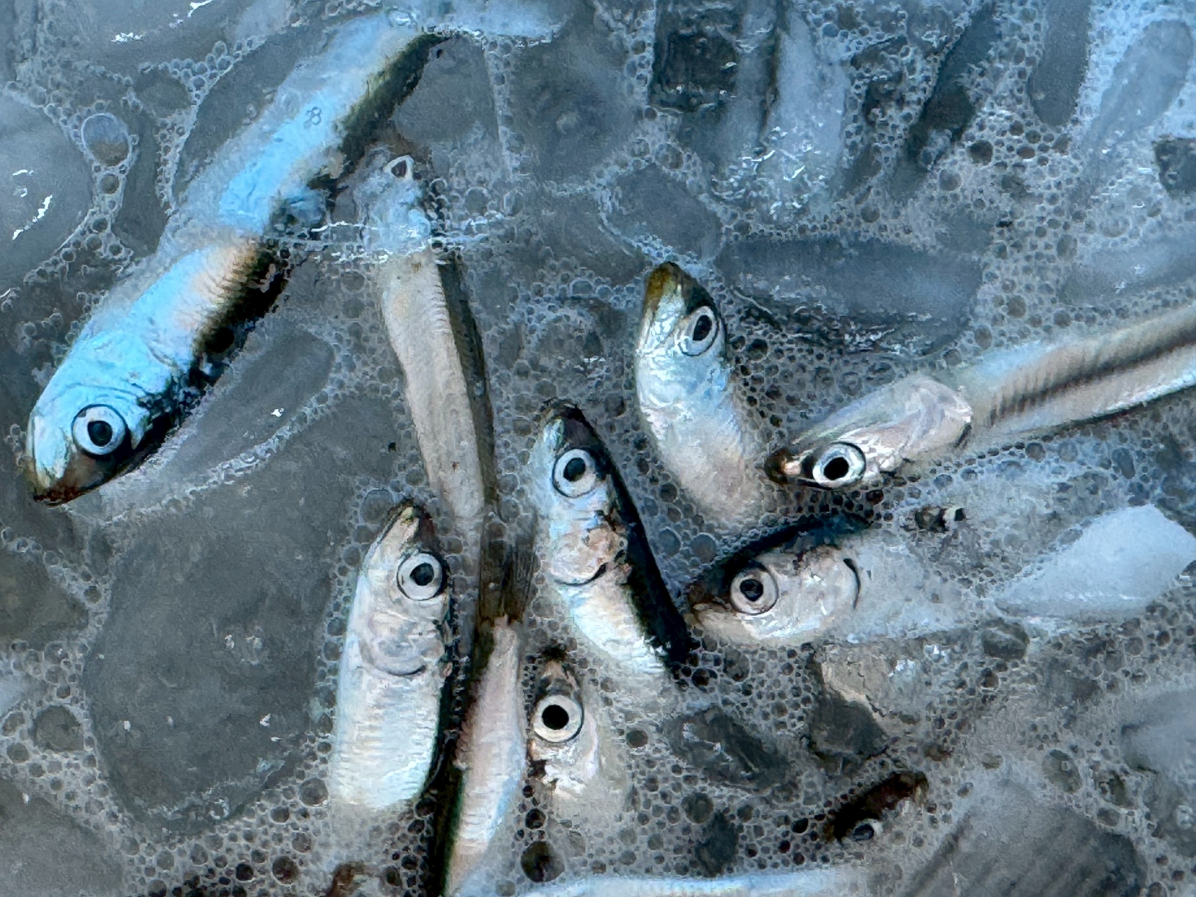 【鰯（イワシ）とは】魚編に“弱”と書く魚の秘密と、鮮度を保つ氷水処理の理由とは？釣太郎