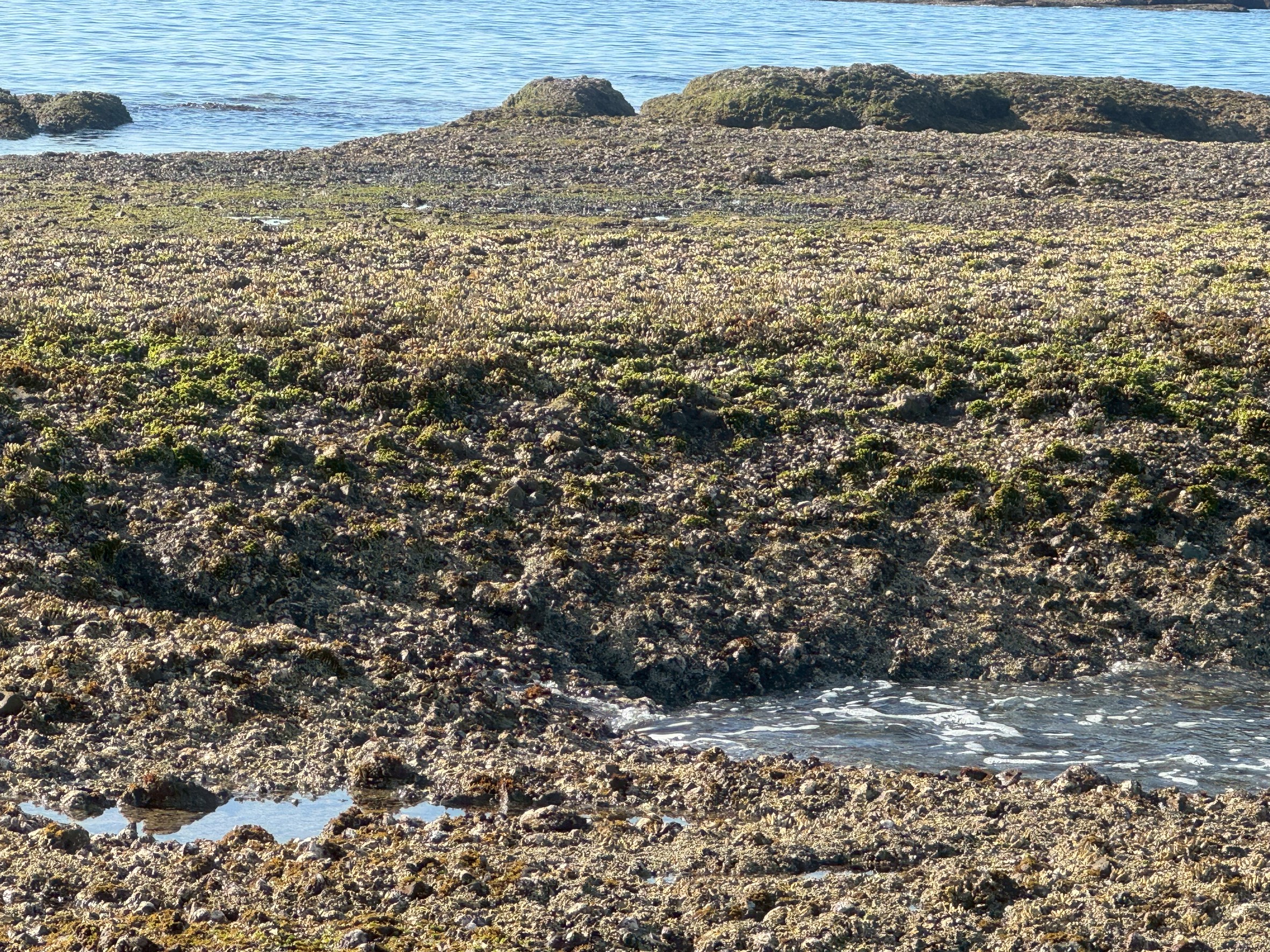 【休日はこれで決まり!】お天気最高!低い磯でのんびり探検隊に出かけよう!潮風を感じながら、まるで天然の水族館へ!釣太郎