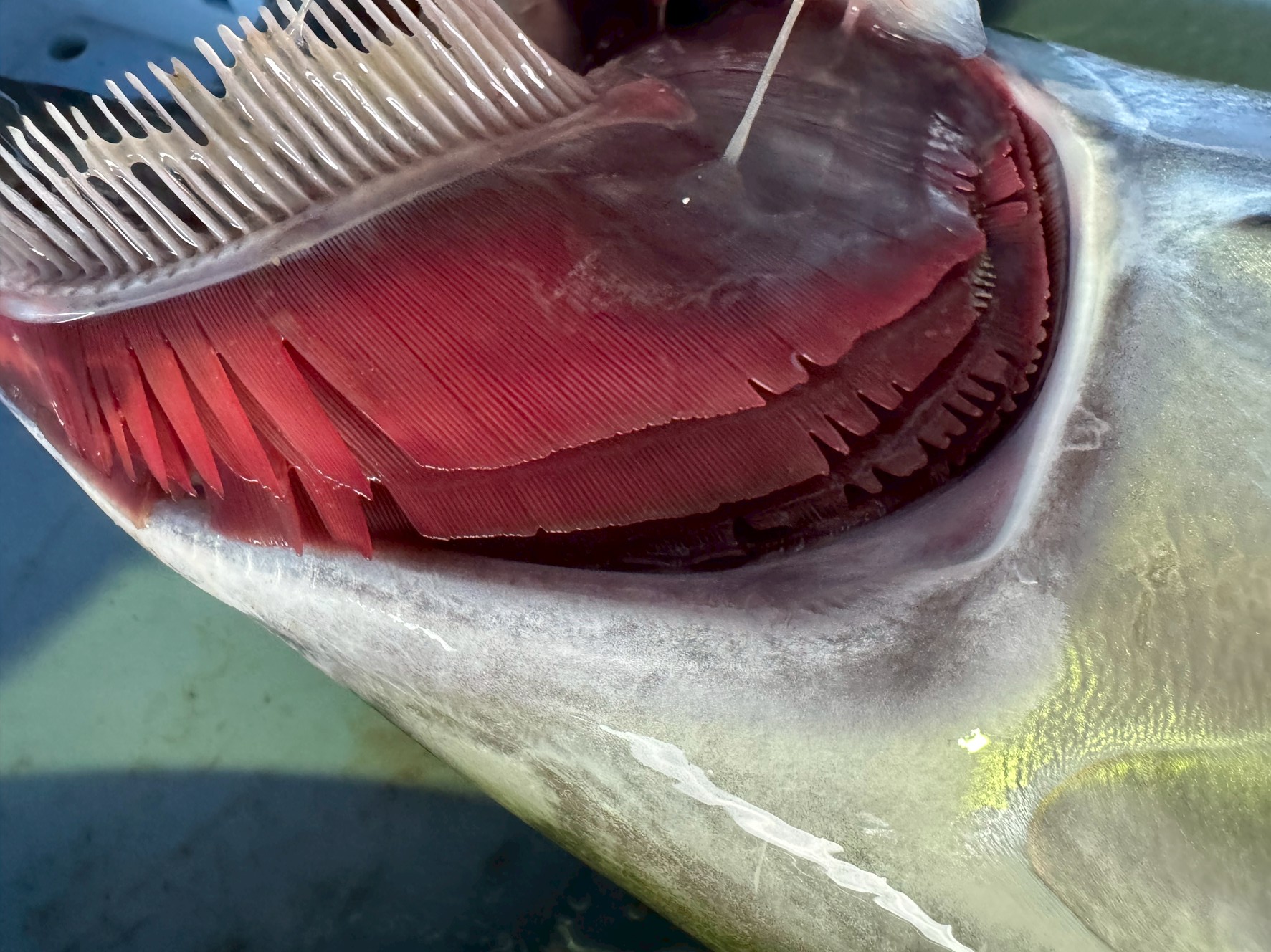 魚の鮮度とエラの色の関係とは?鮮度が高いとエラが真っ赤な理由を科学的に解説!釣太郎