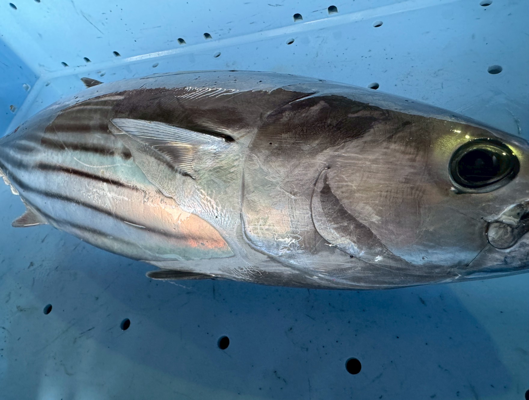 プロも見ている!美味しいカツオの見分け方【釣り人&料理人向け完全ガイド】釣太郎