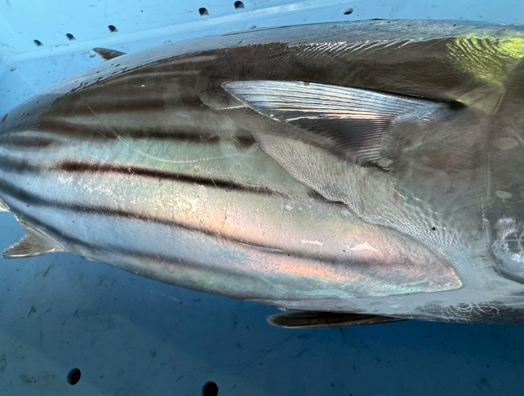 カツオは腹部のライン幅が広いものが脂がのり美味。釣太郎