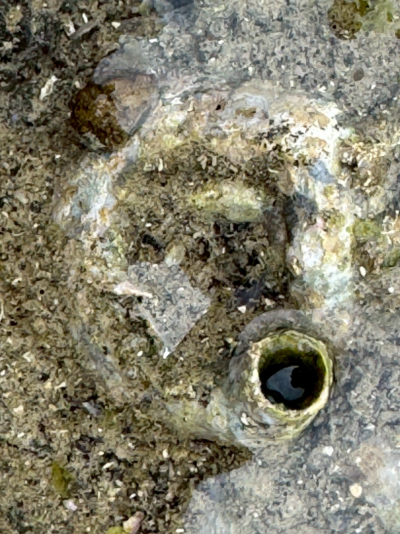 潮だまりの奇妙な生き物「オオヘビガイ」とは?特徴と生態を徹底解説。釣太郎