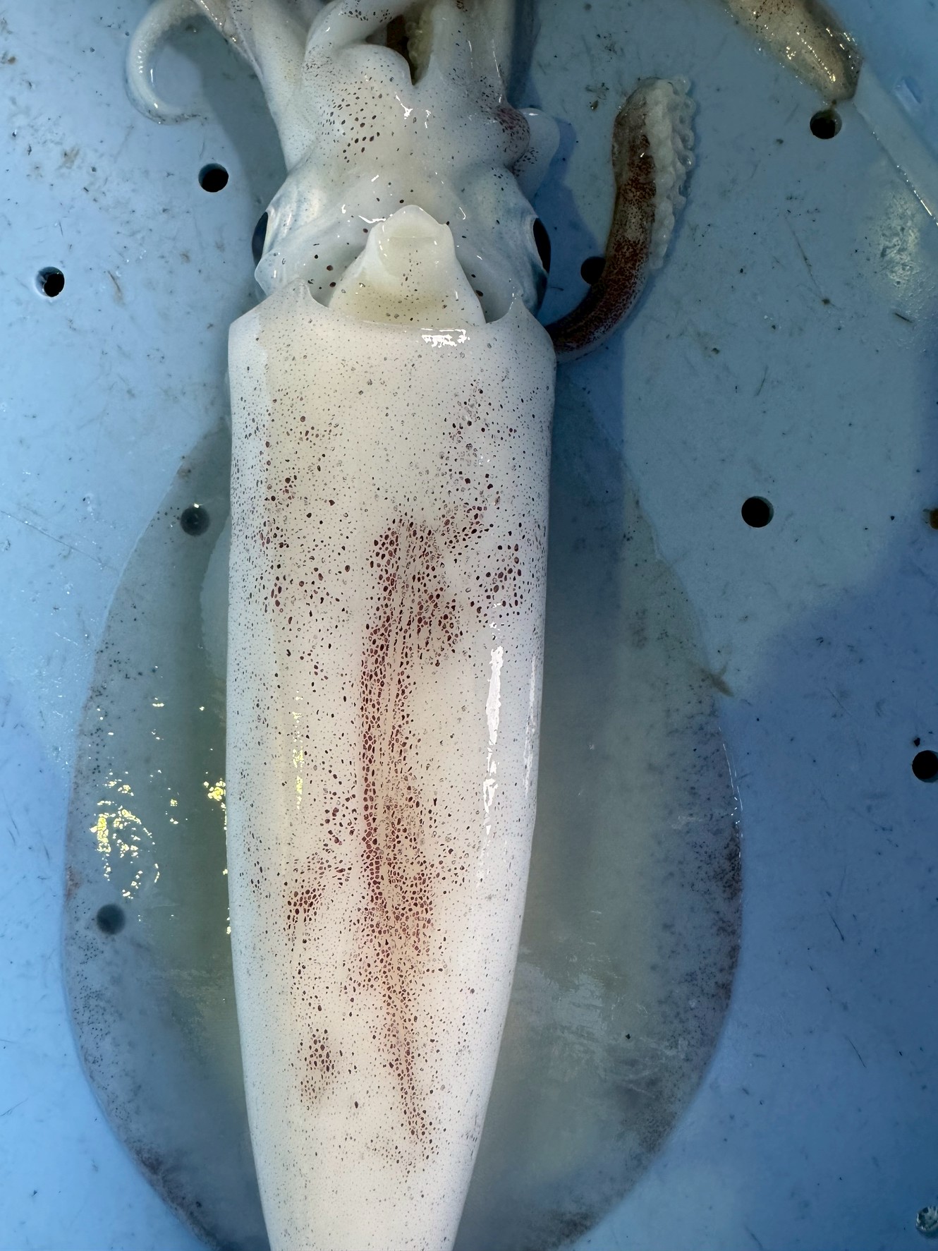 アオリイカは鮮度が高い時は透明だが、劣化するにつれ白くなる理由説明。釣太郎