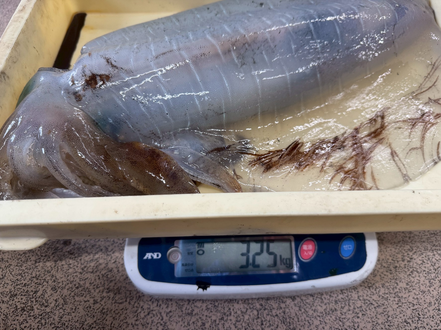 アオリイカ3250ｇ、みなべ堺一本松地磯でヤエン釣り。pit様。釣太郎