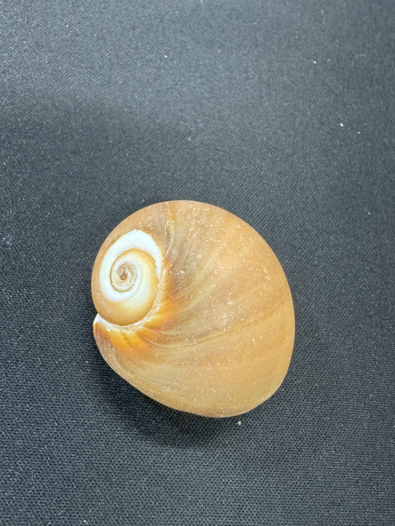 タマガイ（玉貝）」の仲間で、ツメタガイ。釣太郎