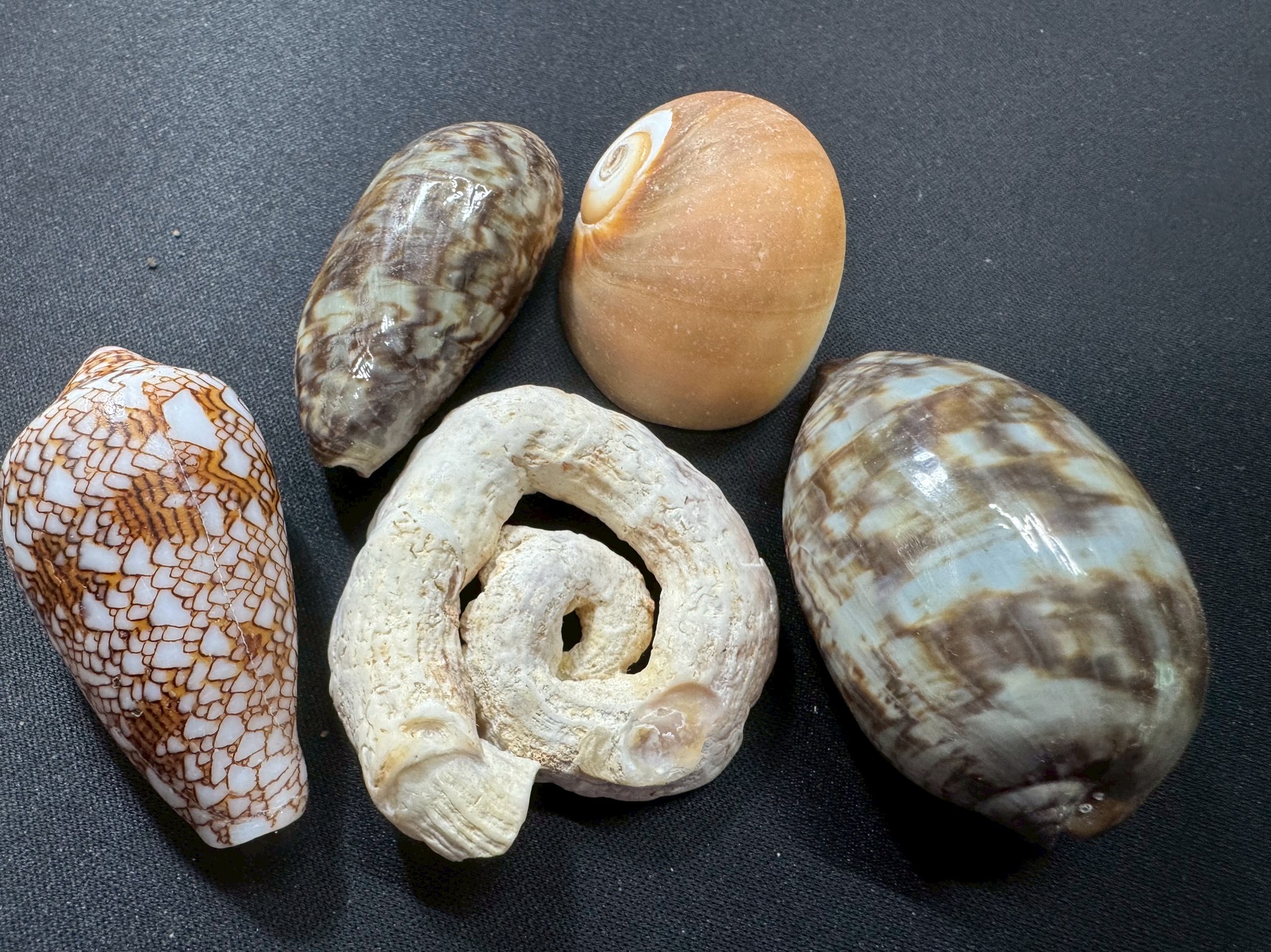 砂浜を散策しながら貝殻採集も地方ならでは。時間を忘れることほど、豊かになることはありません。釣太郎