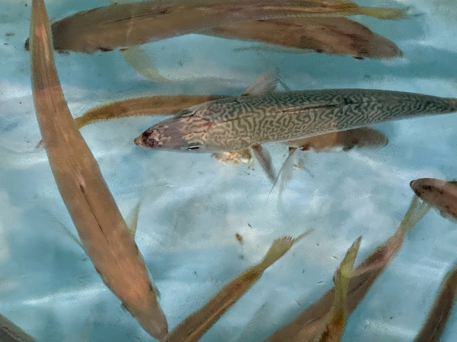 アジとサバ、上から見ると違いは歴然!
サバは縞模様、アジはグレー一色―その理由と意味とは?釣太郎