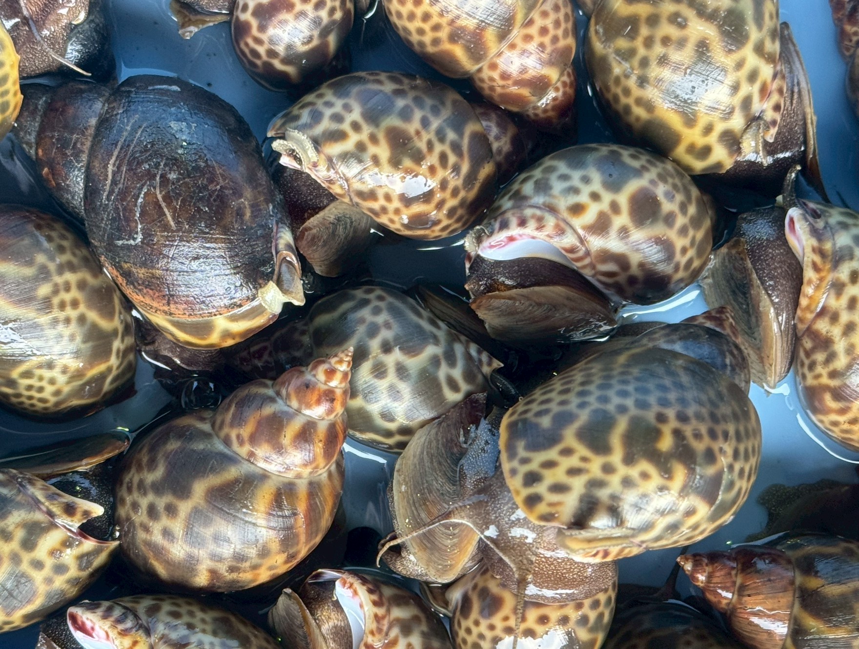 バイガイが美味だが既製品が多い。生は格別に旨い。釣太郎