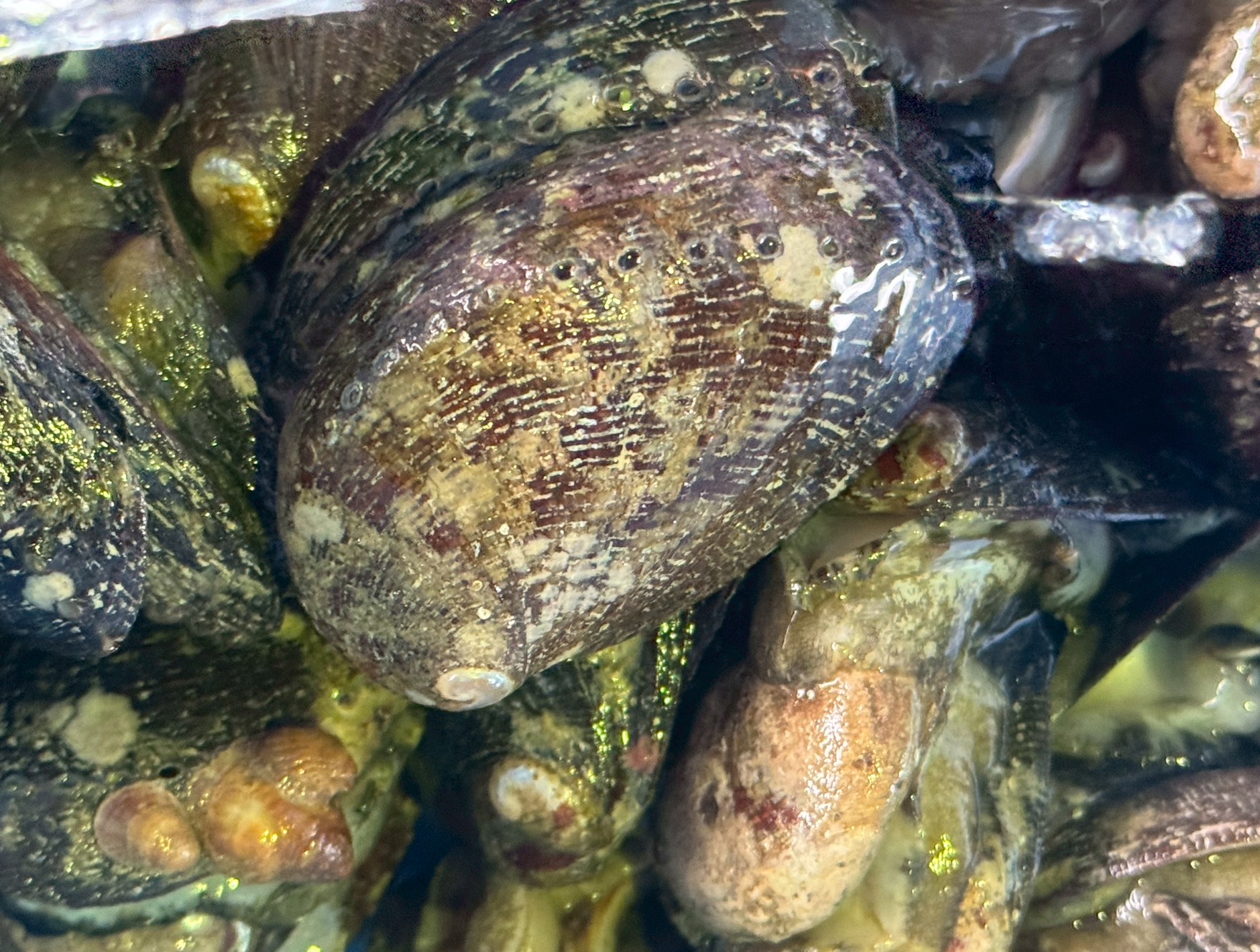 【ややこしすぎる!?】トコブシとナガレコの違いとは|同じ貝なのに名前が二つある理由とは?釣太郎