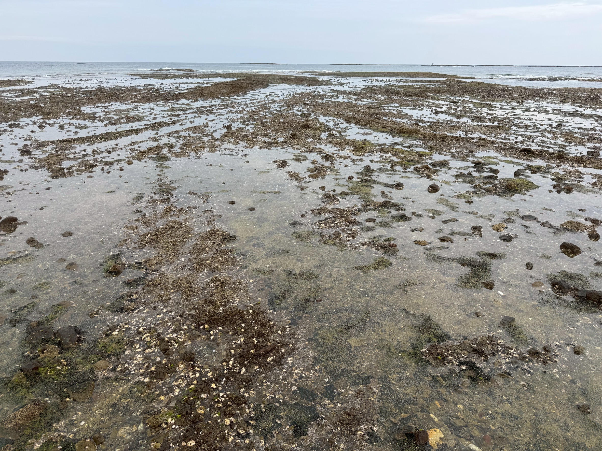 磯の形成には数千年から数百万年の時間がかかるとされています。釣太郎