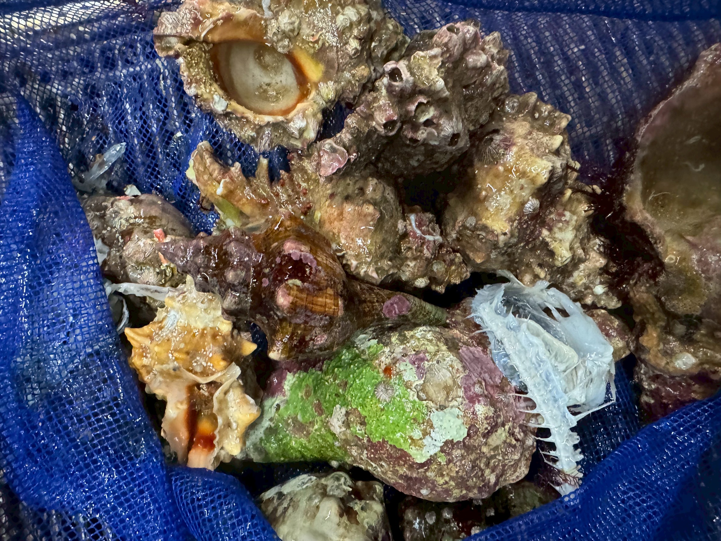 赤やどかり12個、白ヤドカリ２個あります。石鯛ツリエサ。釣太郎