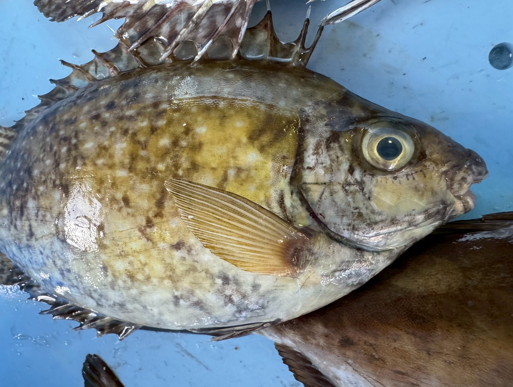 【要注意】バリコ（アイゴ）の毒棘は刺されると激痛！釣り人が知っておくべき危険と対策まとめ。釣太郎