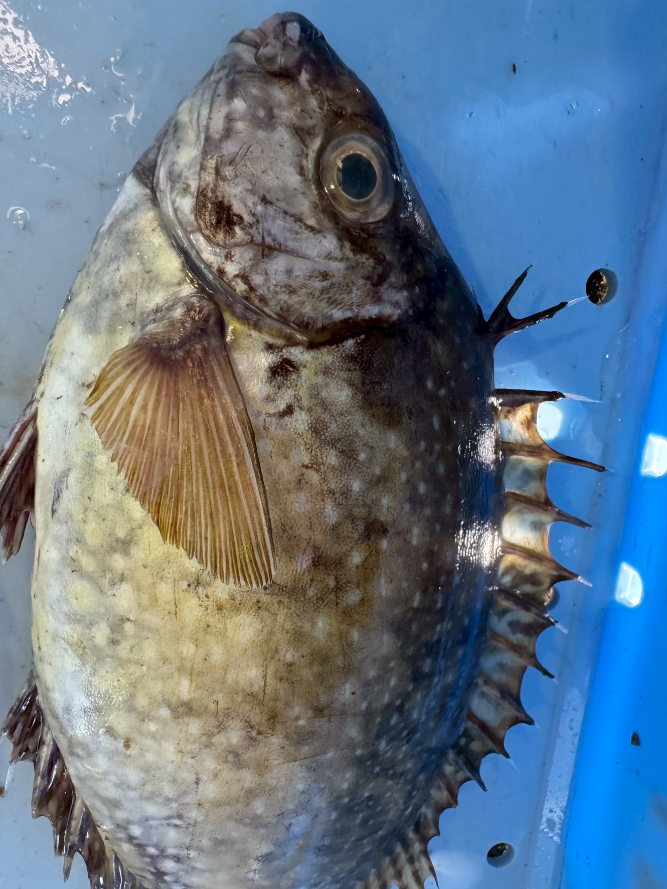 磯の人気者？それとも悪魔の魚？好き嫌いが分かれるアイゴ（バリコ）の魅力と危険。釣太郎