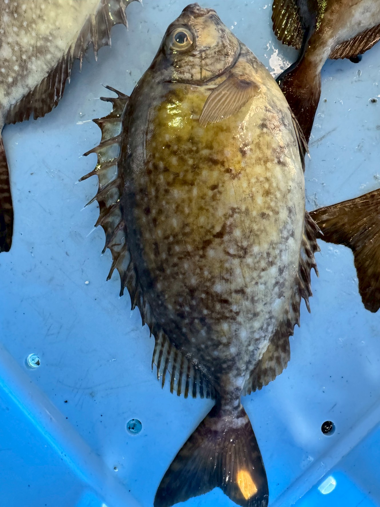 バリコ（アイゴ）は全国的に食べられている魚？それともごく一部の地域だけが食べている？釣太郎