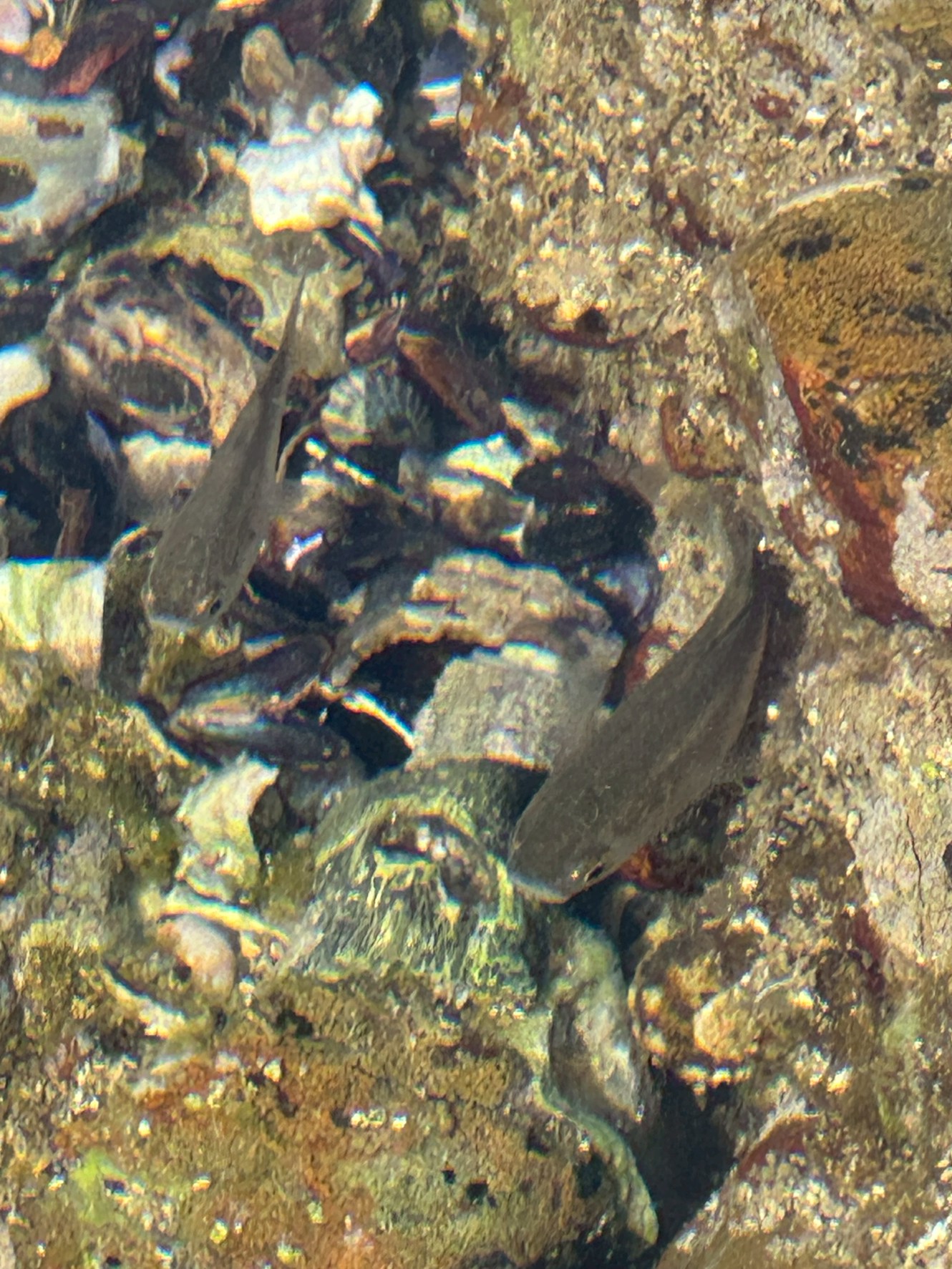 南紀の初夏の潮だまりには、ボラとグレ(メジナ)幼魚が圧倒的に多い理由。釣太郎