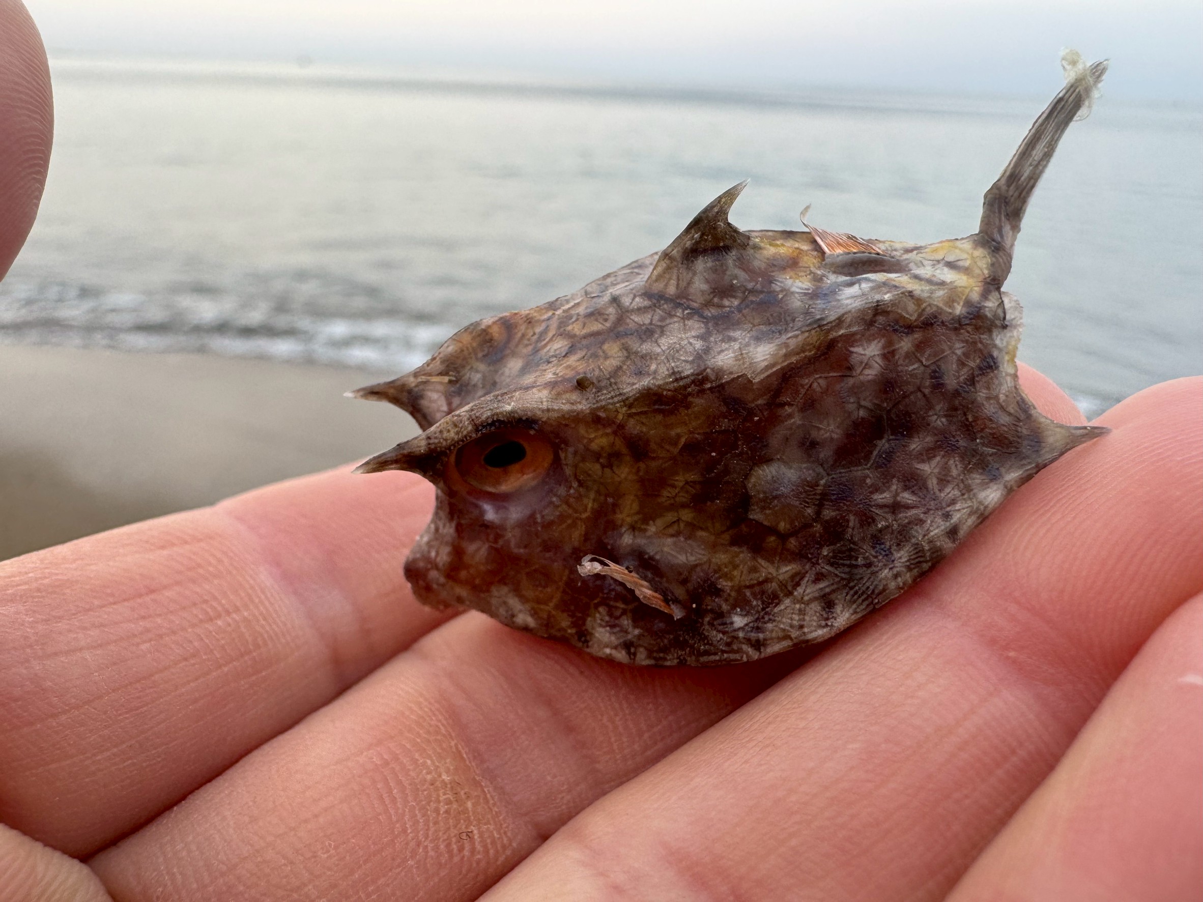 砂浜に打ち上げられたコンゴウフグ。釣太郎
