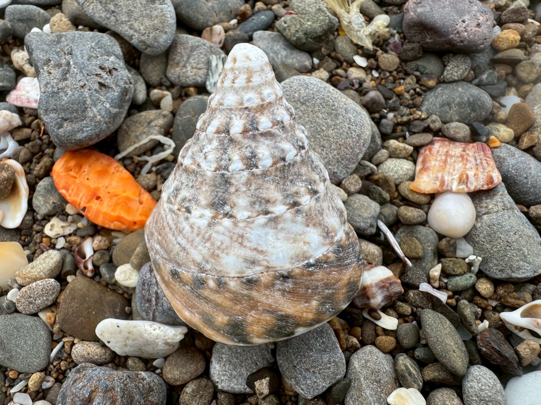 ニシキウズガイ（Trochus niloticus） です。和名では「錦渦貝（にしきうずがい）」と呼ばれています。釣太郎