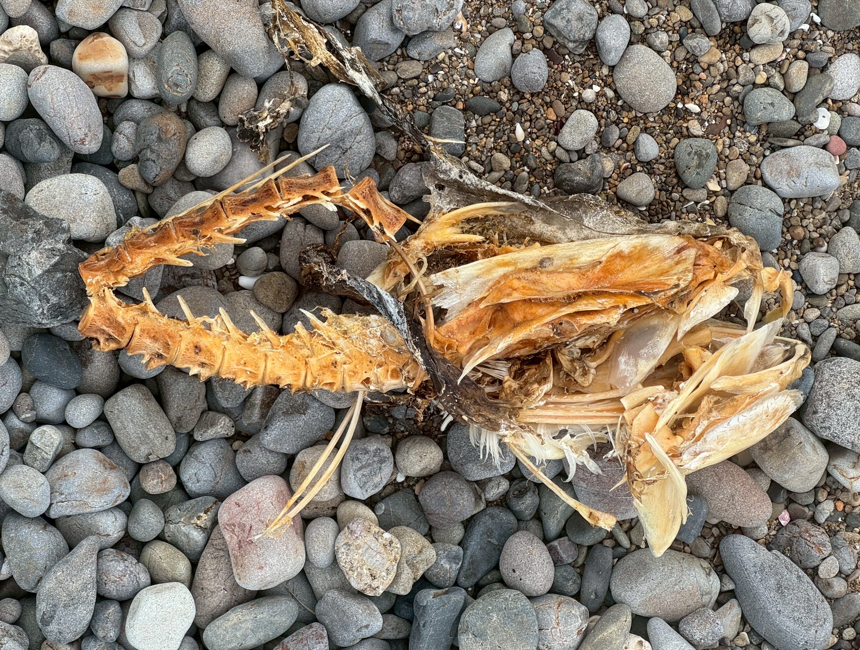 この魚は？AIが推察します。釣太郎