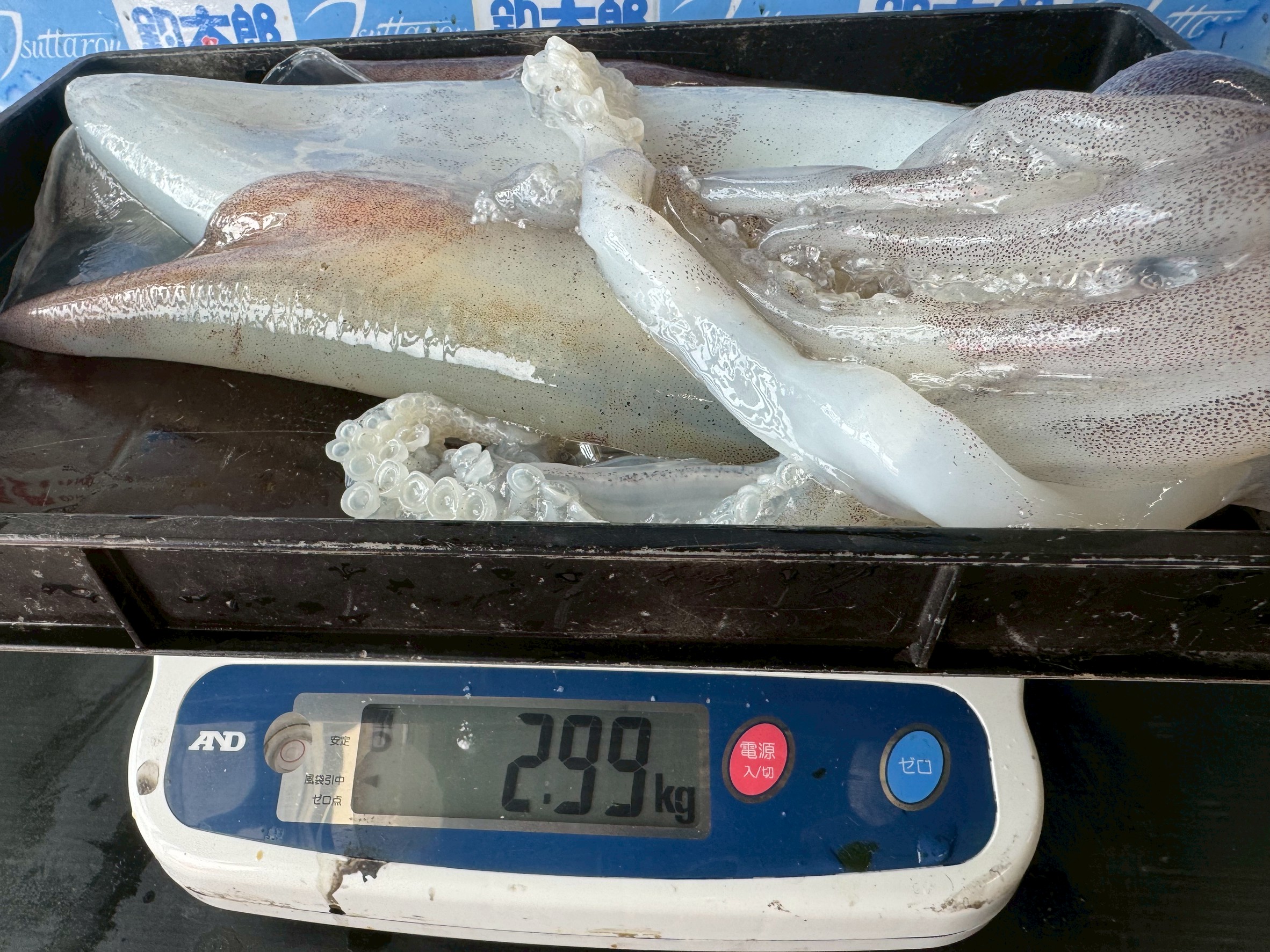 もうちょっとで3キロだったのに。アオリイカ2990gの釣果。釣太郎