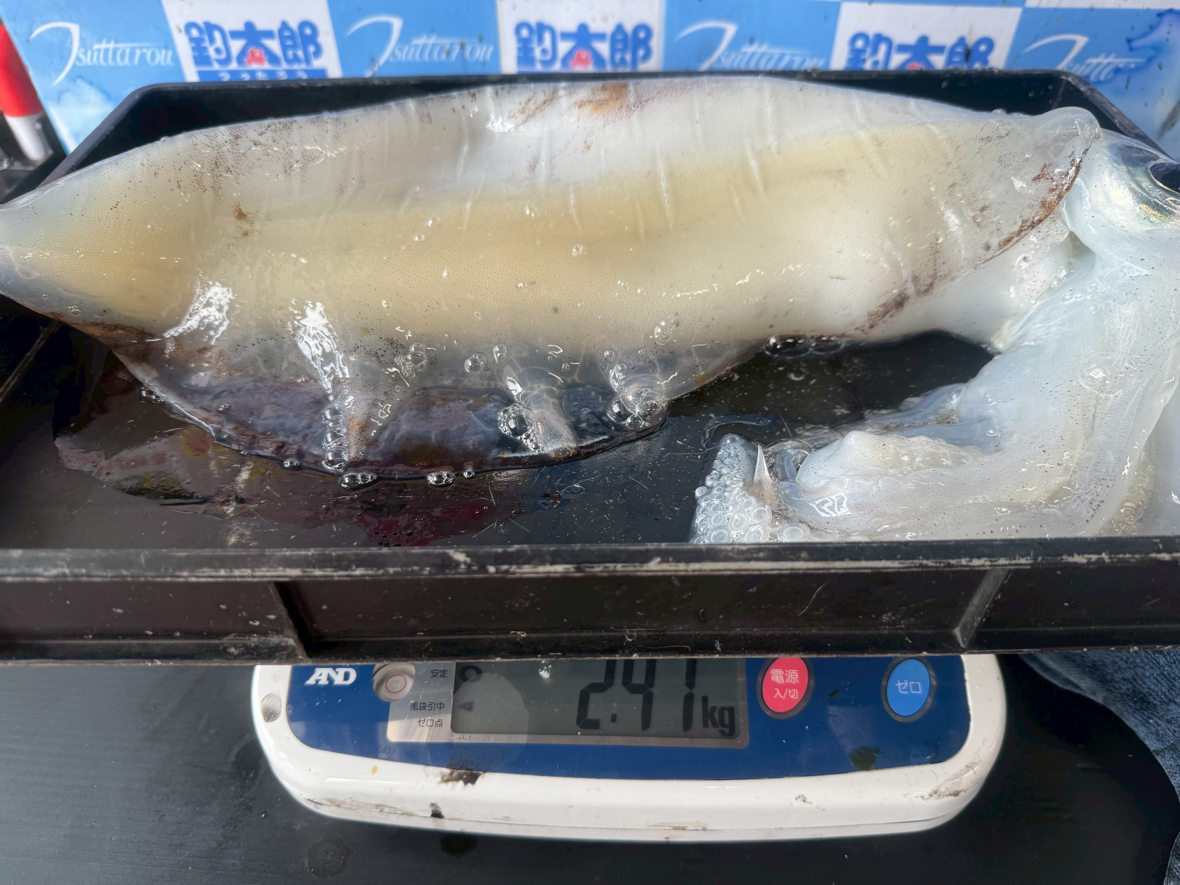 ヤエンでアオリイカ2410ｇの釣果。田辺天神崎で。釣太郎