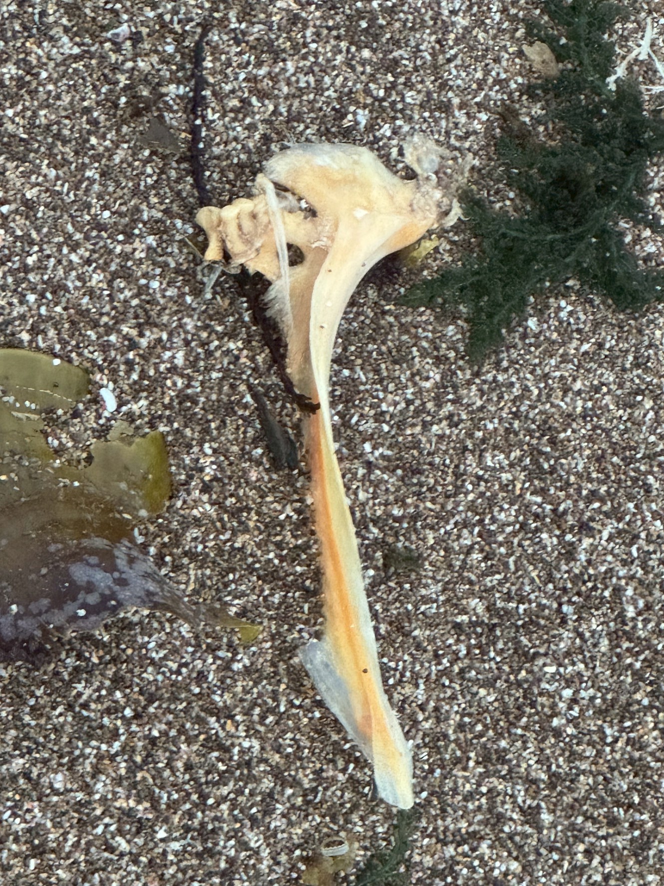 魚の頭部から伸びる「上顎骨（上顎の一部）」とその周辺の頭蓋骨の一部。釣太郎