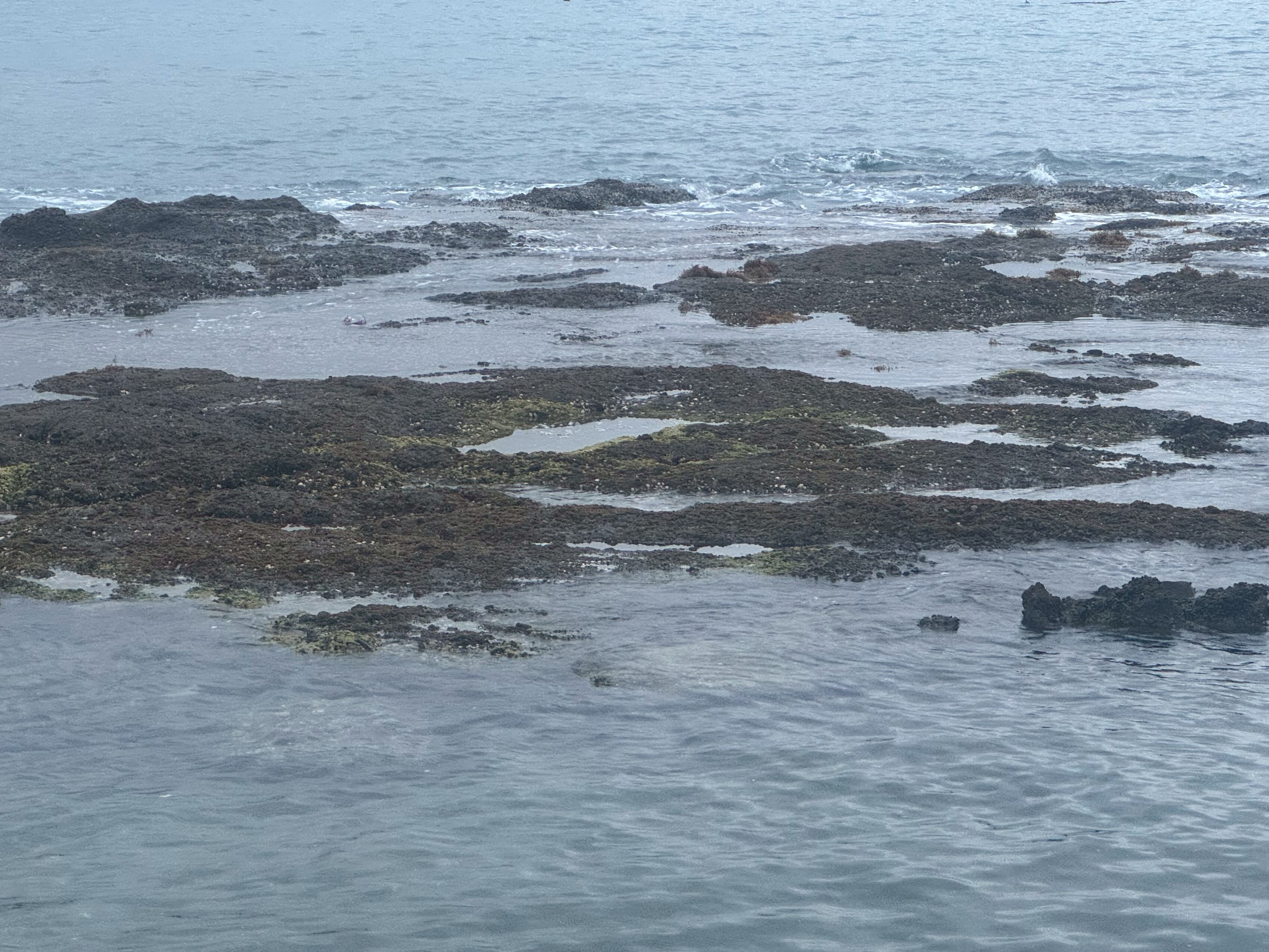 干潮で姿を現す「低い磯」は宝の山！貝・海藻・潮だまりの生き物たちを観察しよう｜和歌山南紀の磯遊び体験記。釣太郎