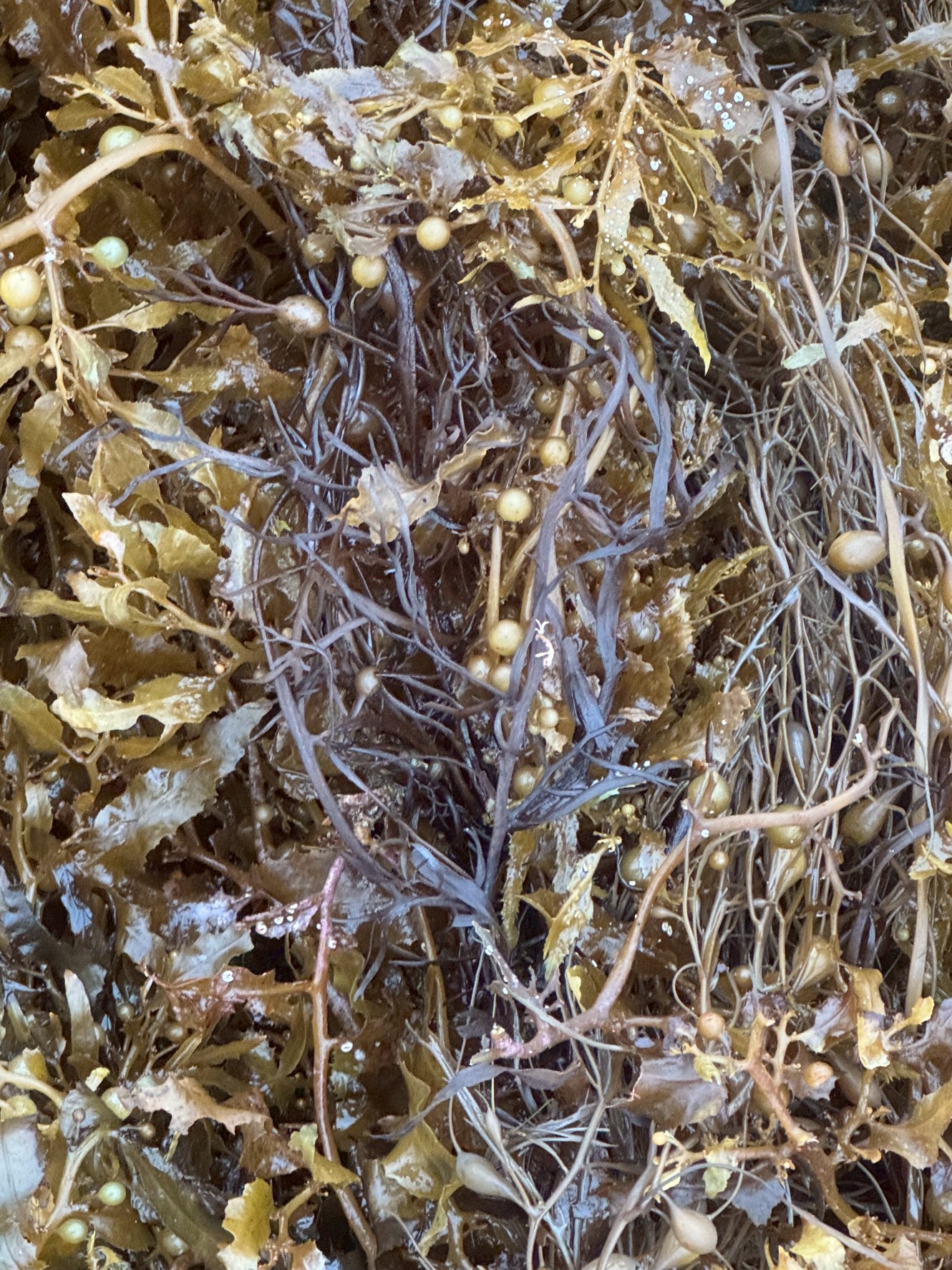 砂浜に大量に打ち上げられている海藻はホンダワラ。5月19日月曜日。釣太郎