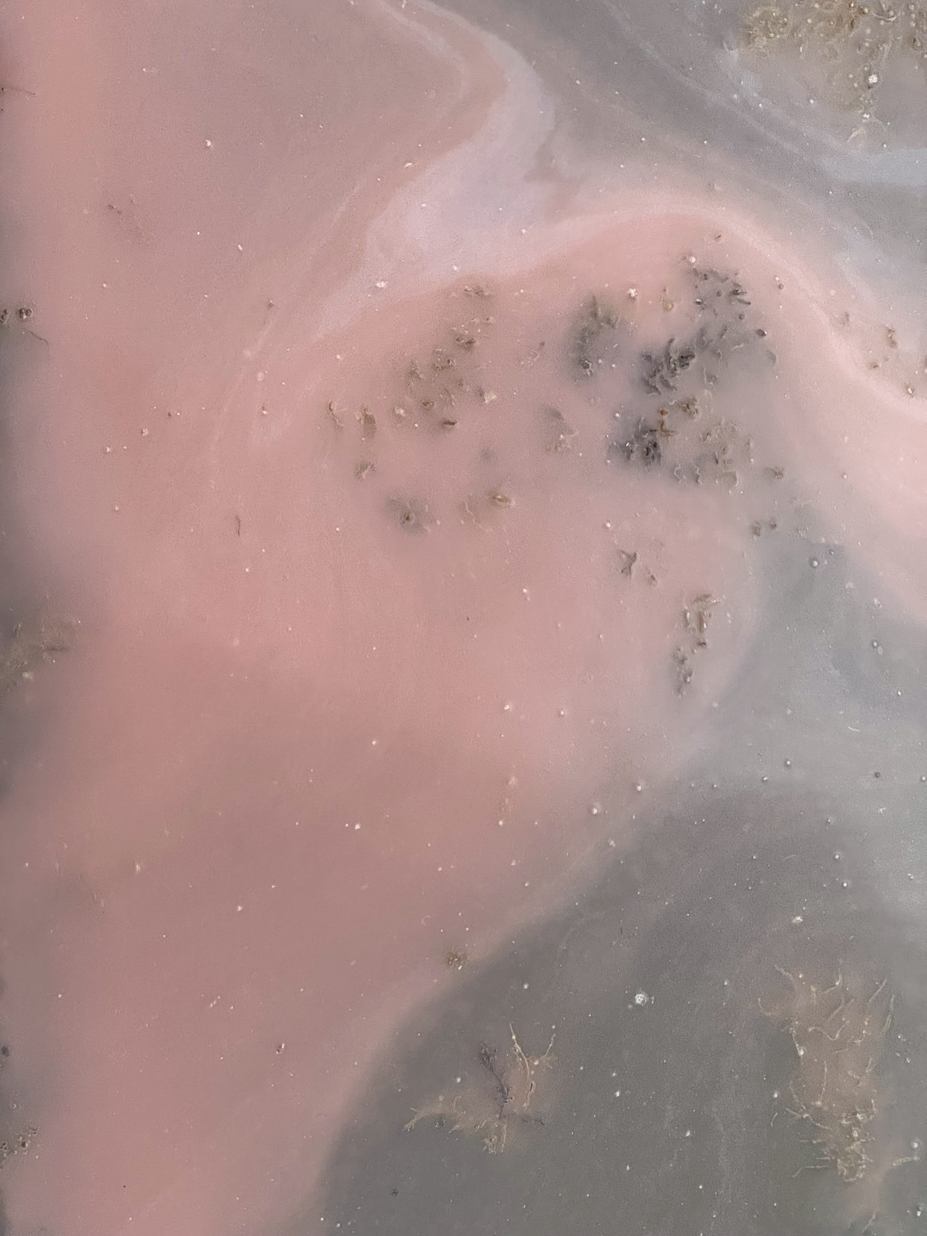 赤潮はどうして起きる。魚は危険?釣太郎