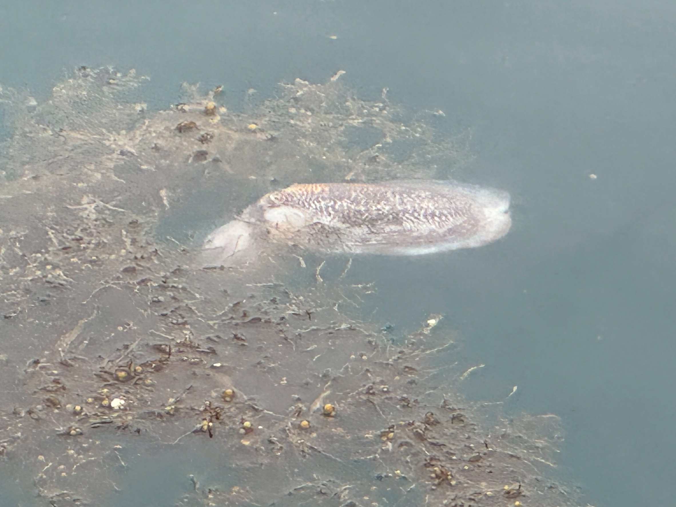 【なぜ？】海に浮かぶ死んだモンゴウイカの謎｜かつて南紀では“春の風物詩”だった光景が今は希少に。釣太郎