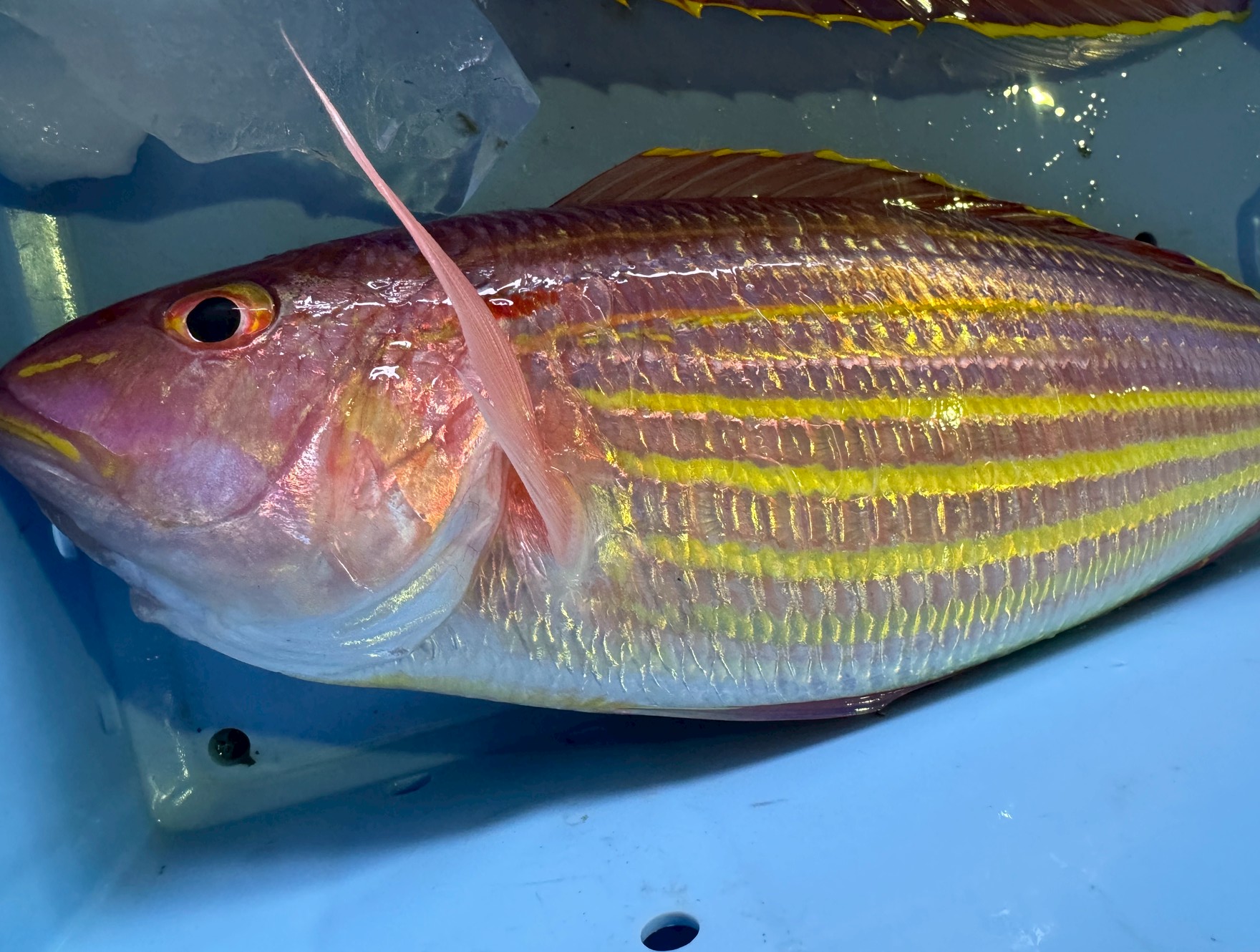 イトヨリは“見た目良し・味良し”の万能魚！釣太郎