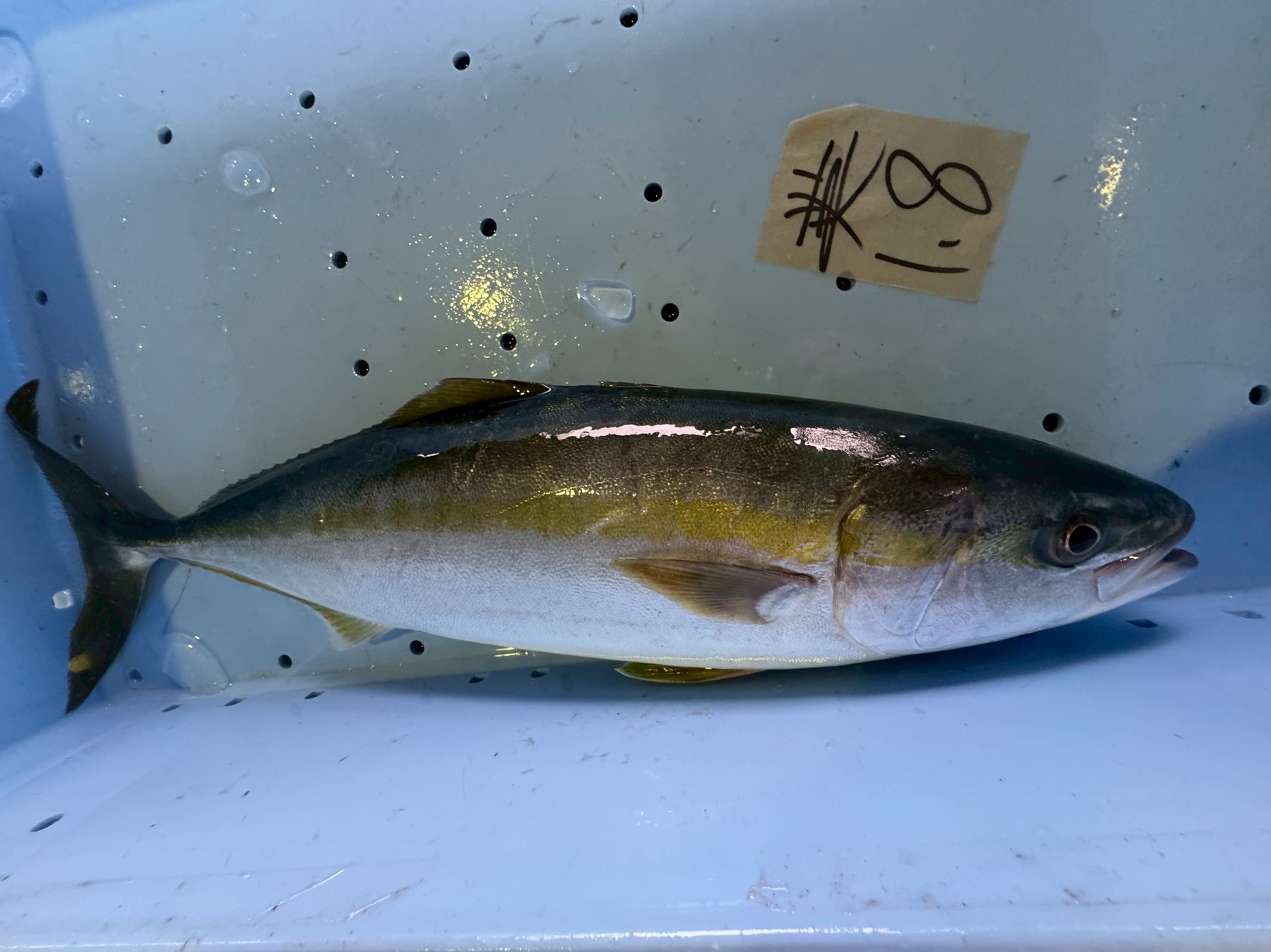 ブリは大きいほど美味しい?ツバスから寒ブリまで、サイズ別「味の違い」をAIが徹底解析!釣太郎