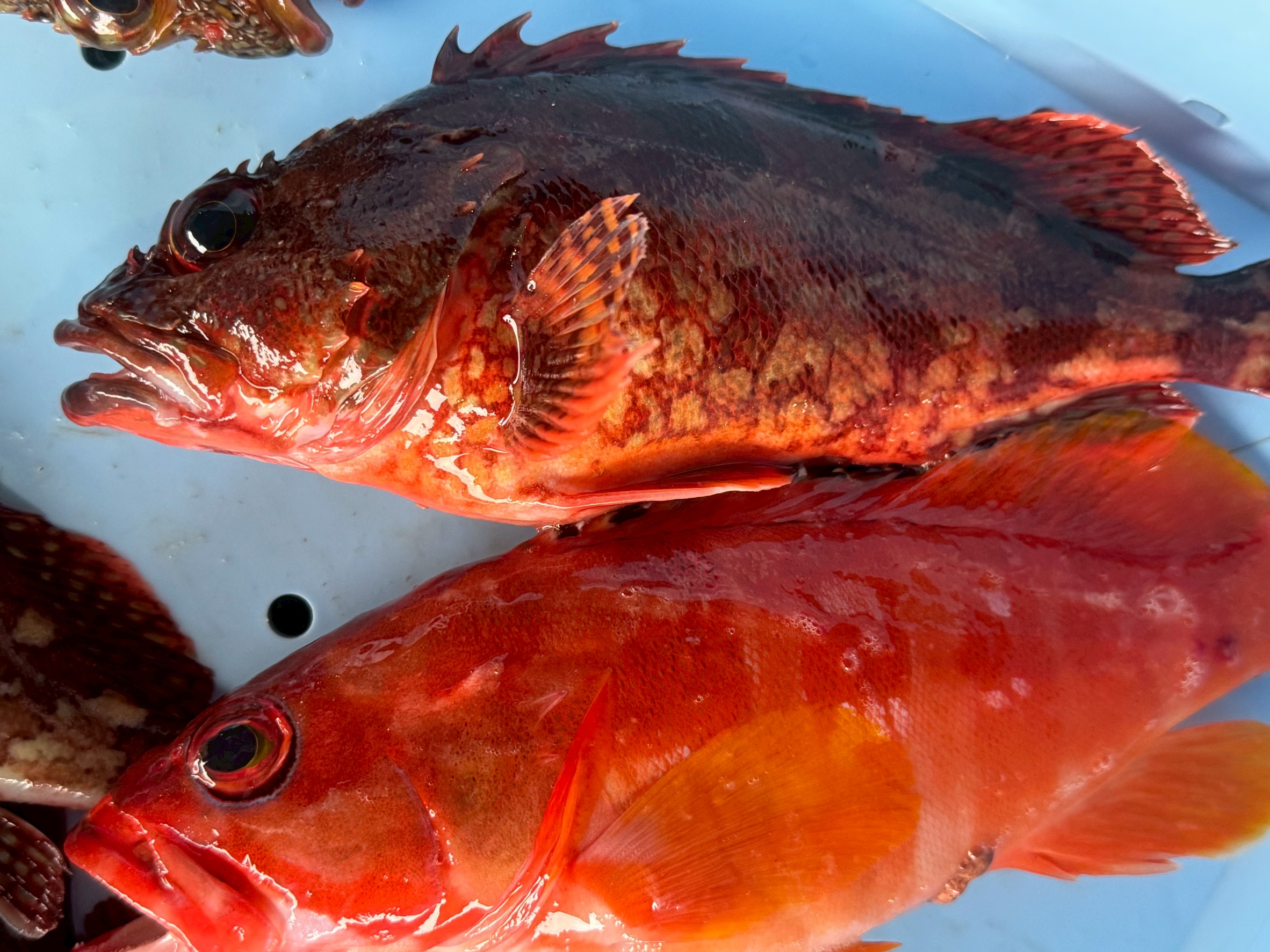 南紀地方はカサゴ(ガシラ)が減って、アカハタが増えて生きている。こんなことは今までなかった。釣太郎