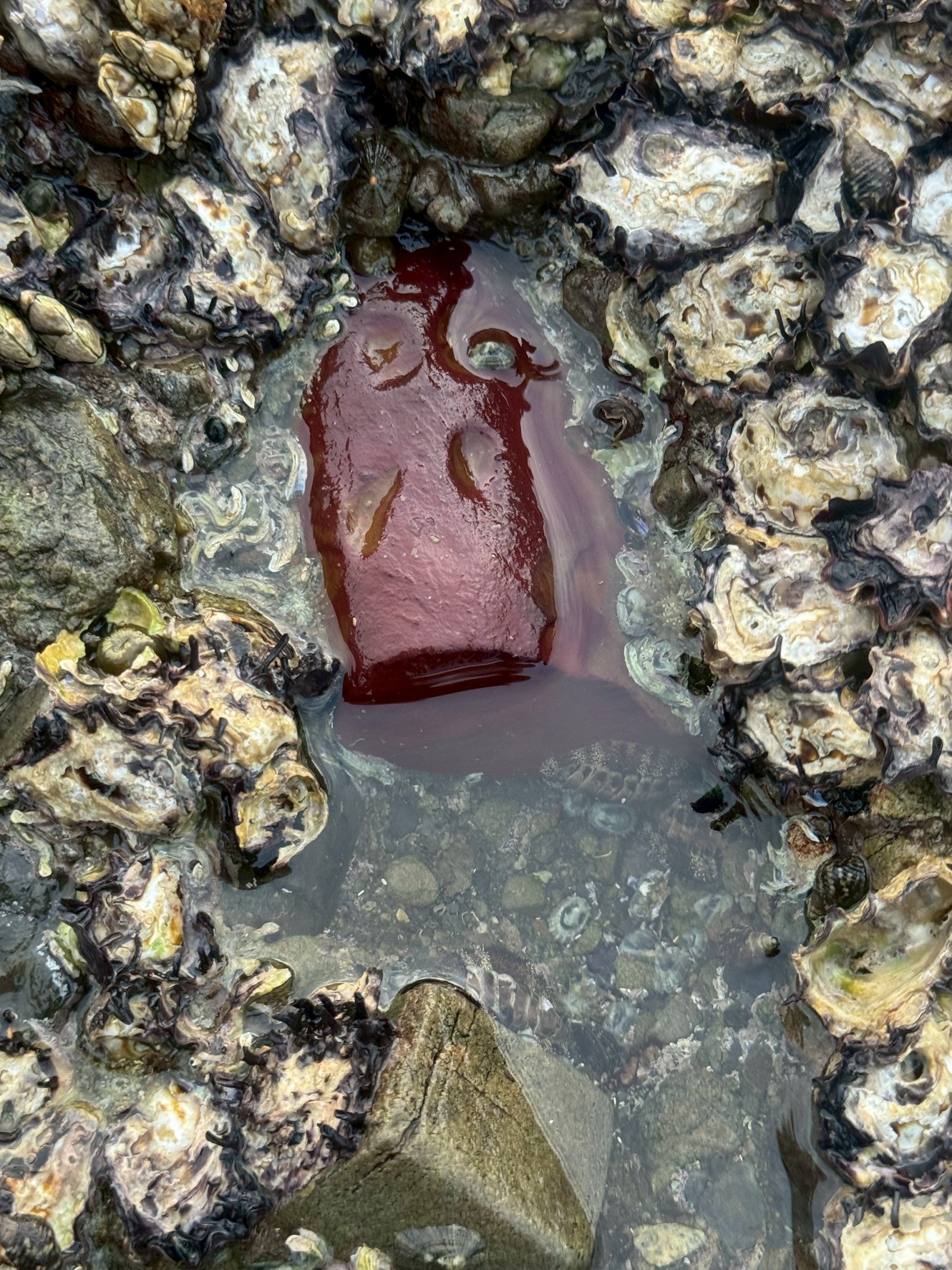磯に不自然な赤色の岩がある。これは?釣太郎