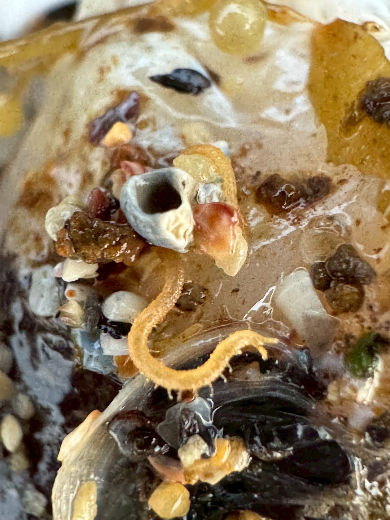 死んだ魚に小さな虫が湧いている!これって何?釣り人・海辺の散策者必見の注意点とは?釣太郎