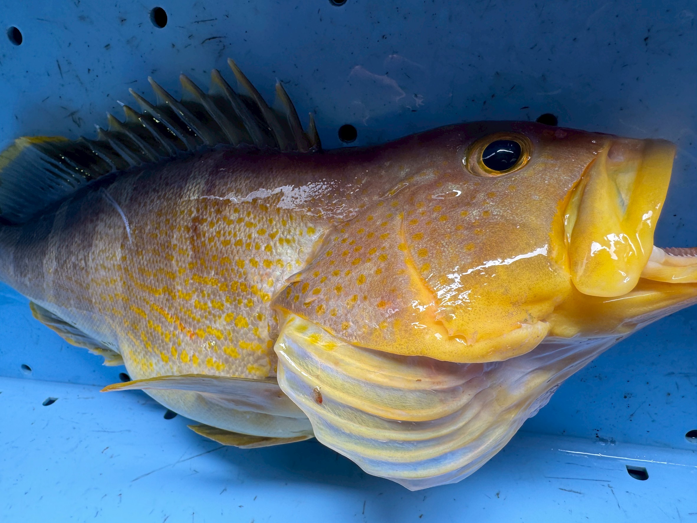 アオハタはアカハタとどう違う？特徴説明。釣太郎