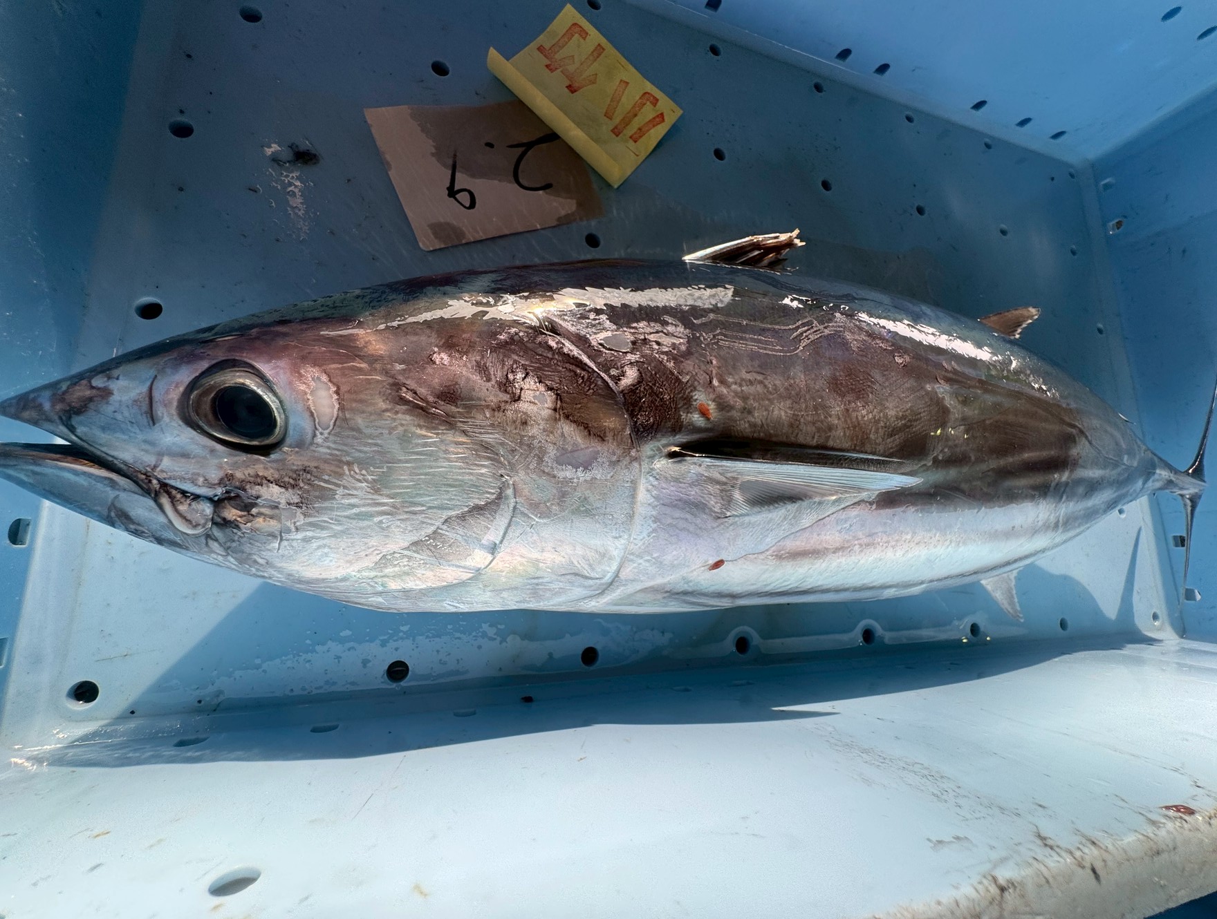 カツオはなぜ速く泳ぐ？時速と生涯距離、赤身の理由まで徹底解説！釣太郎