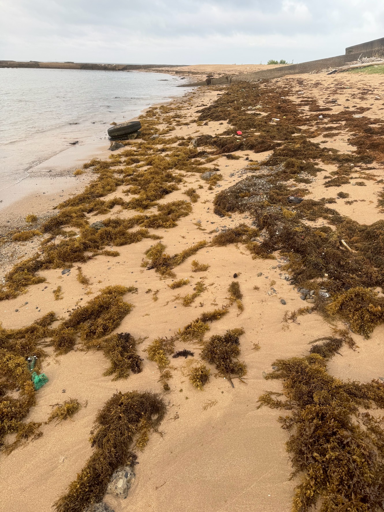 初夏には大量の海藻が砂浜に打ち上げられる和歌山南紀。そのまま放置すると、どれくらいで自然消滅する？腐敗すると、コバエの大群となり悪臭が漂う。釣太郎