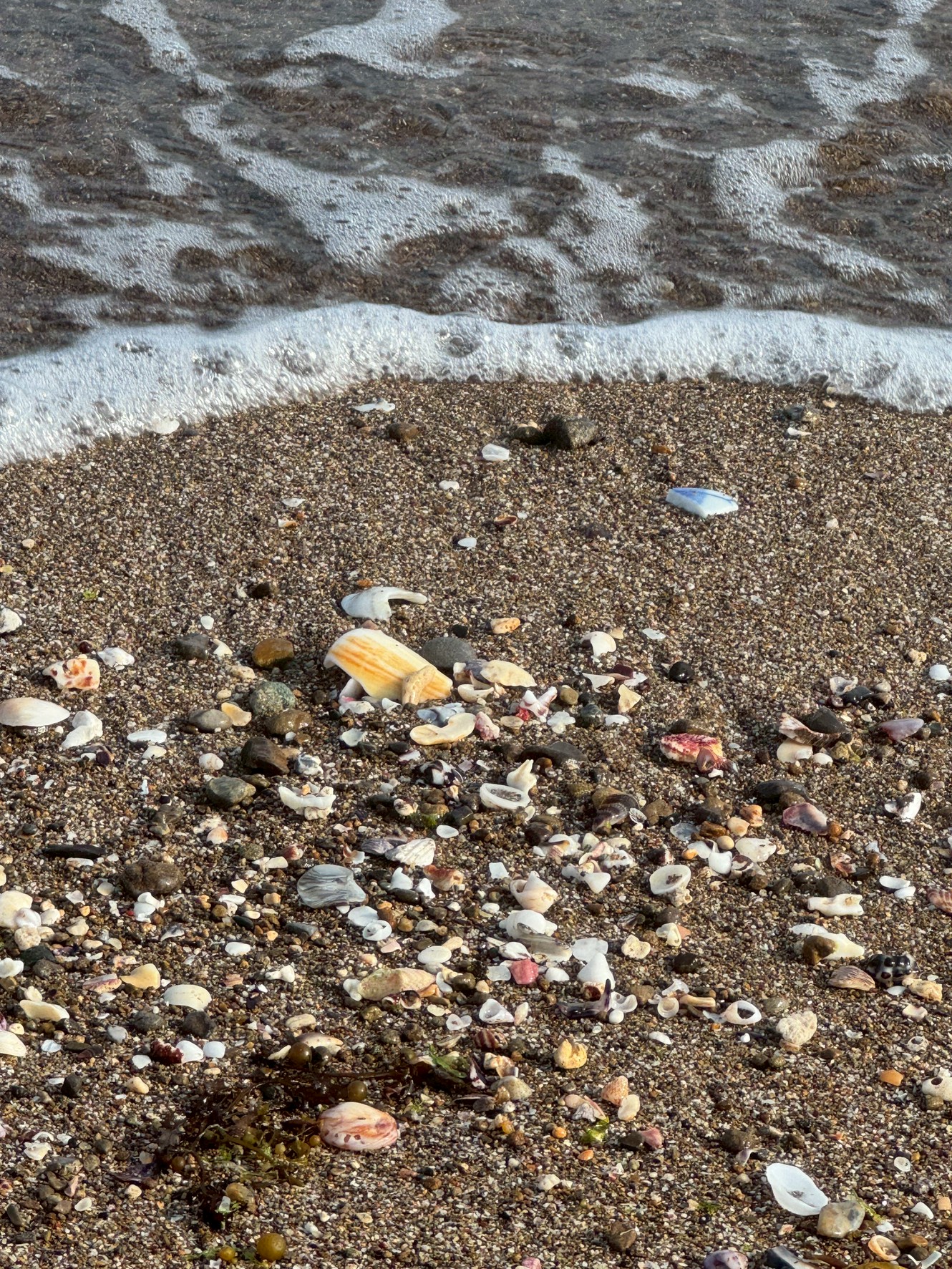 【なぜ？】波打ち際に貝殻や破片が集まる理由とは？釣太郎